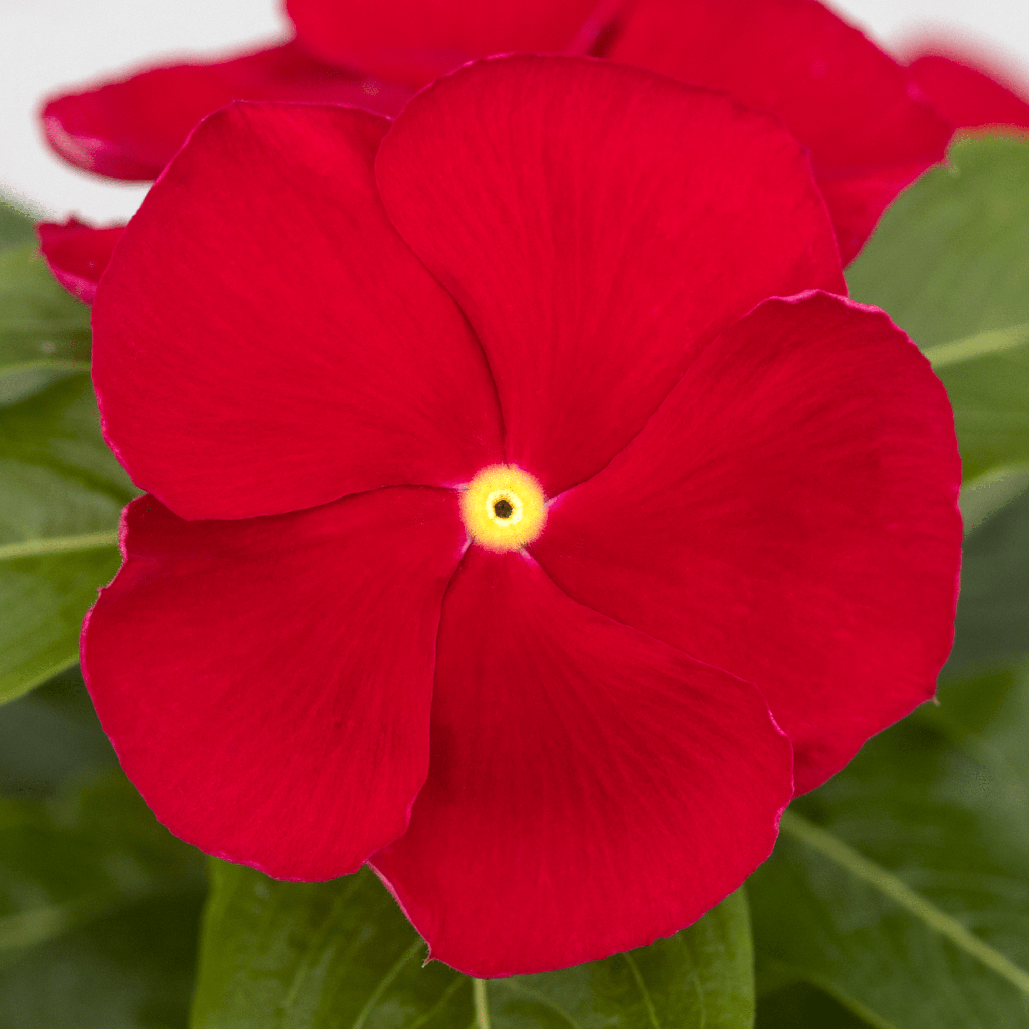 SunJewels Red with Eye