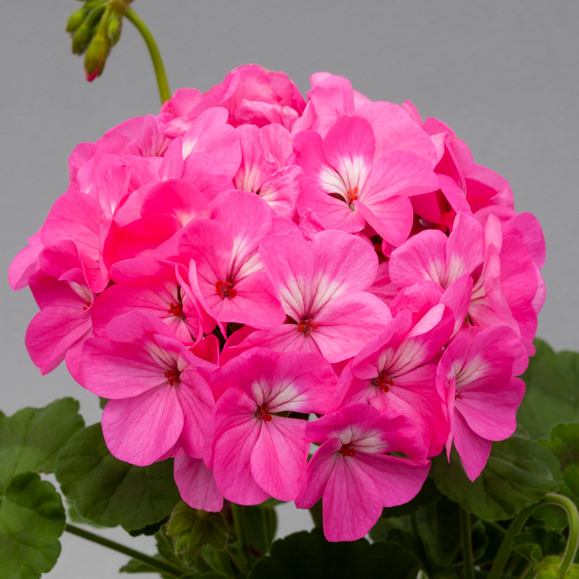 Horizon Rose