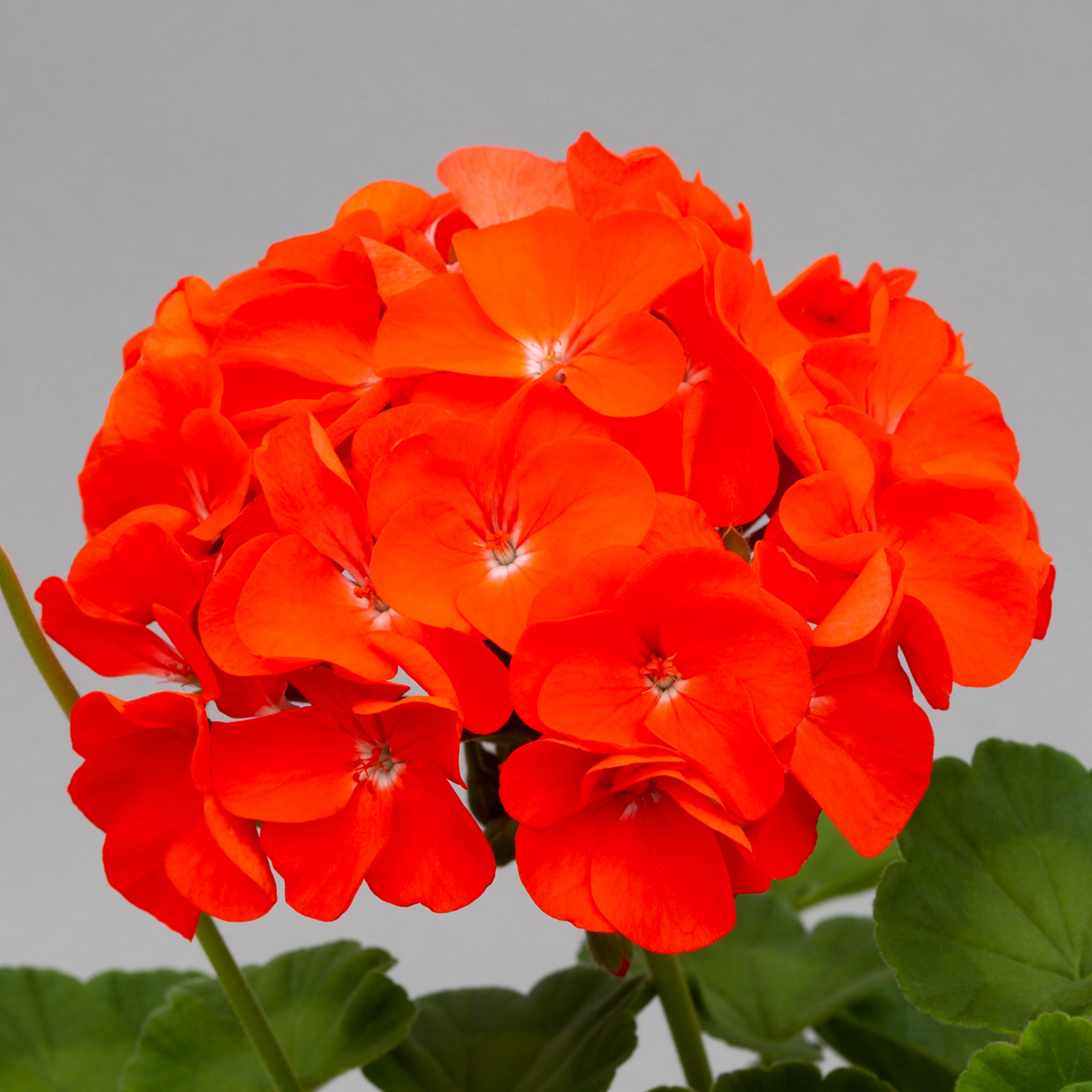 Horizon Orange