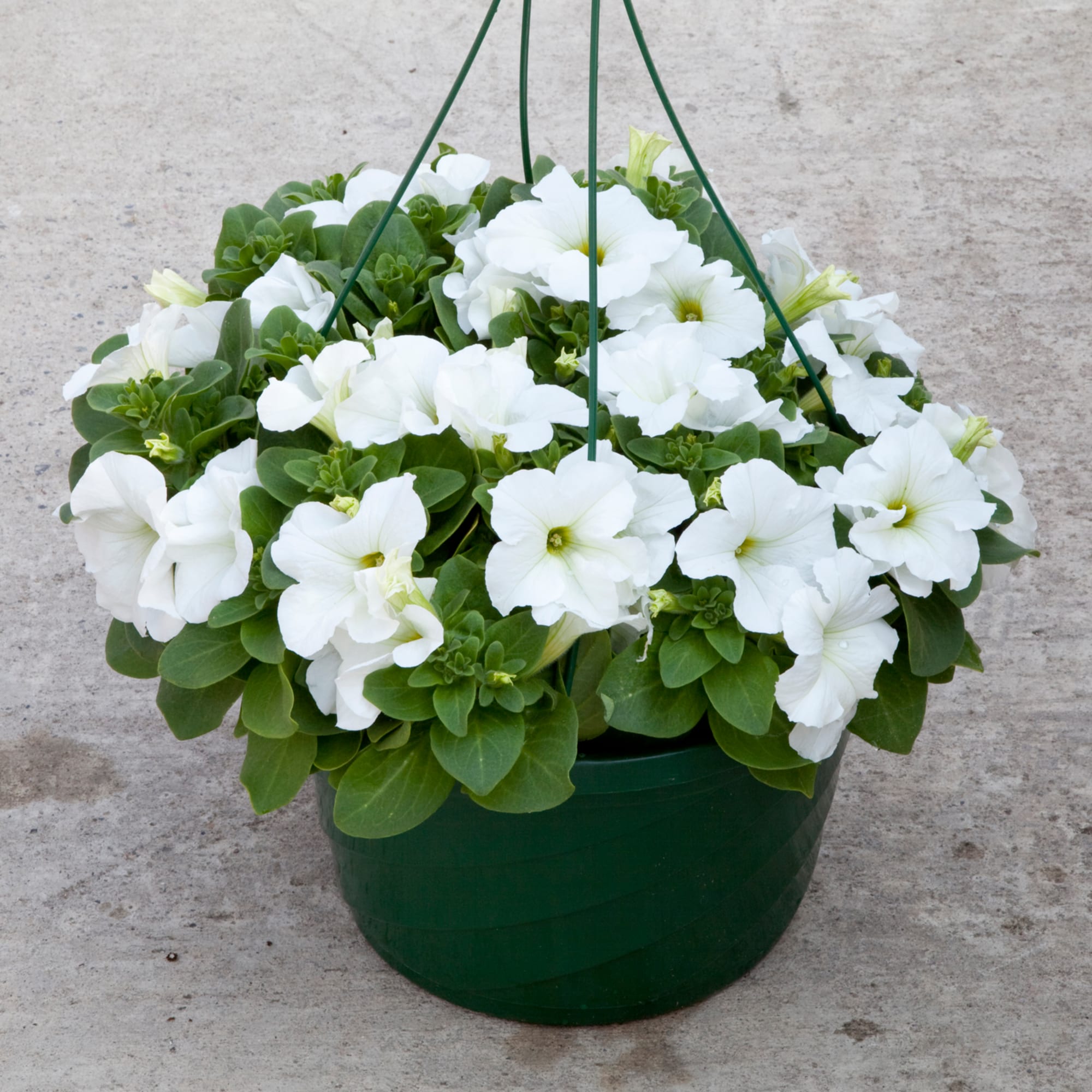 70091973-flower.jpg