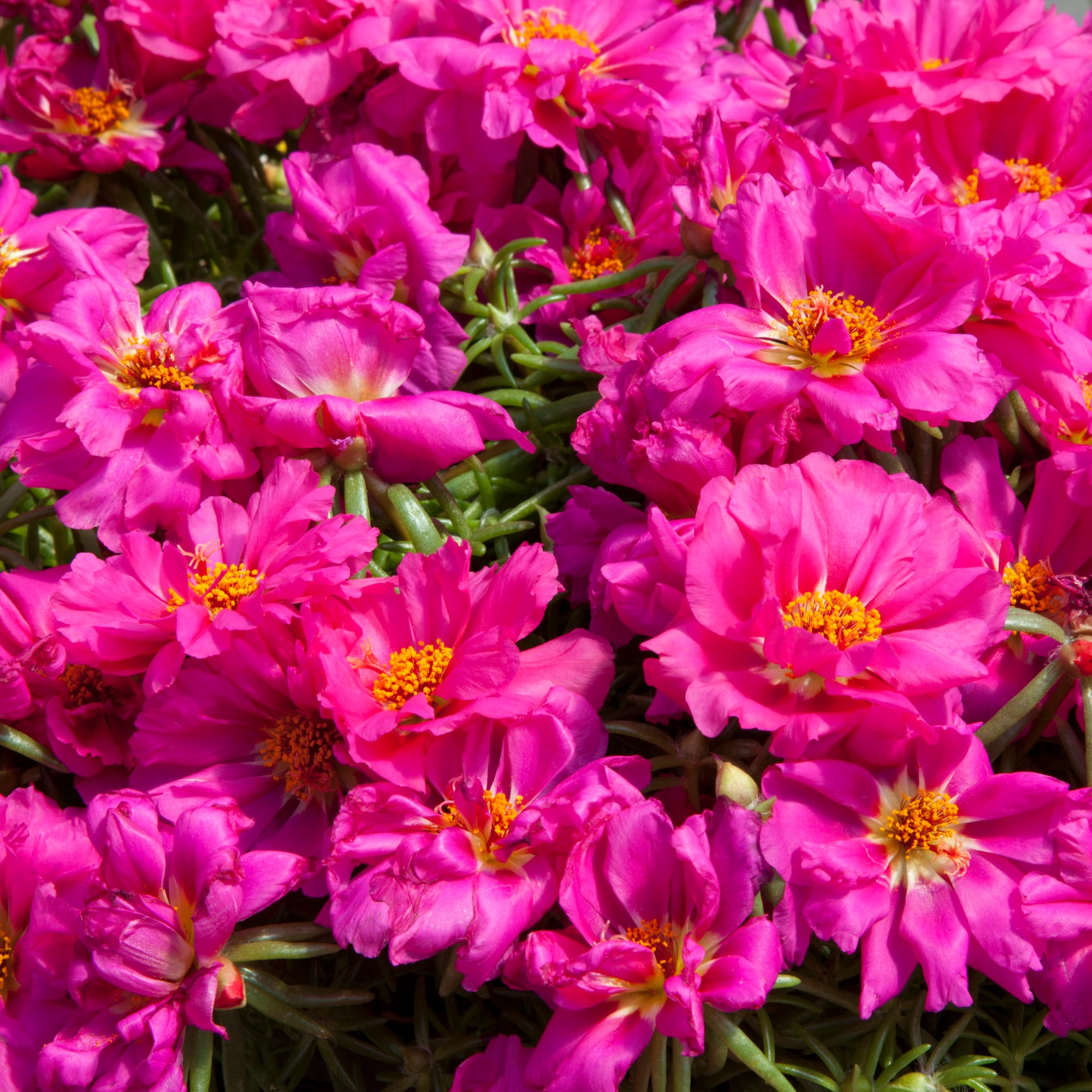 Sun Daze Fuchsia