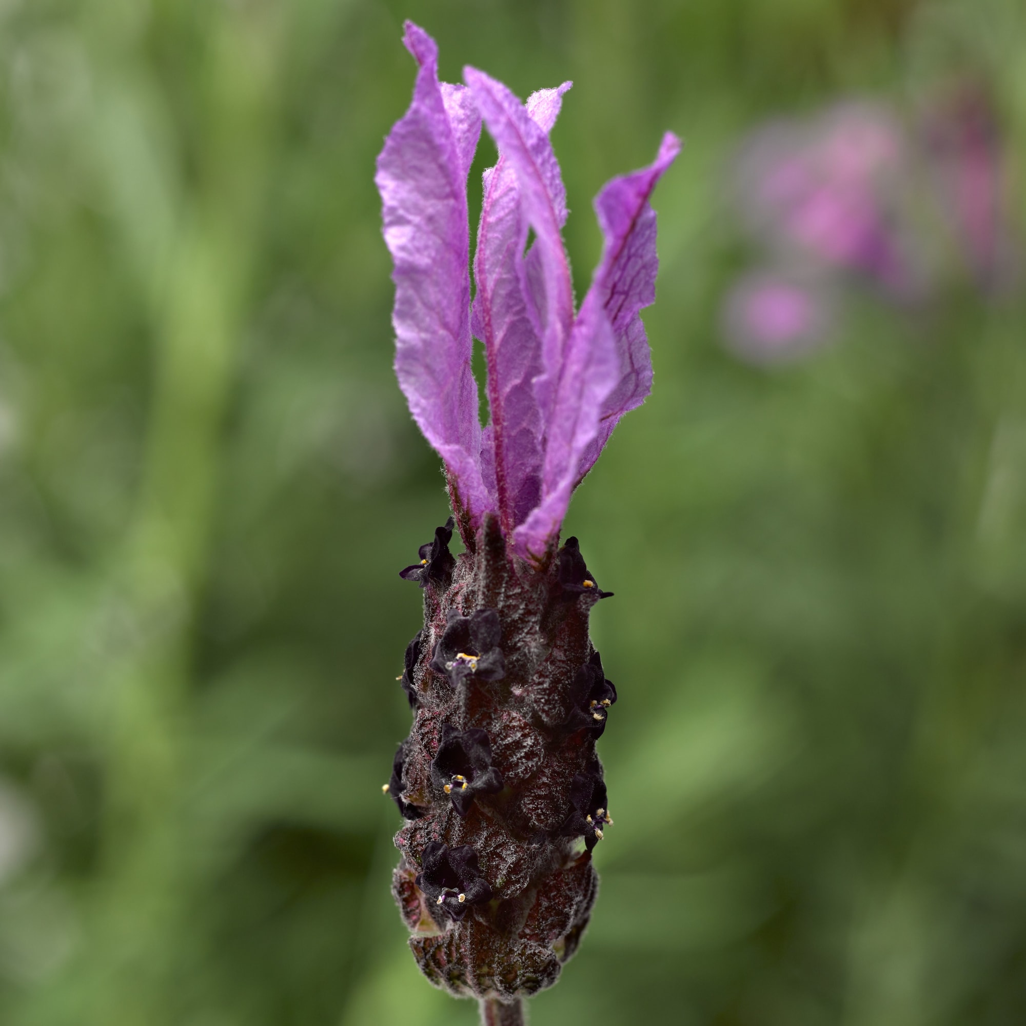 Javelin Fortissimo Purple