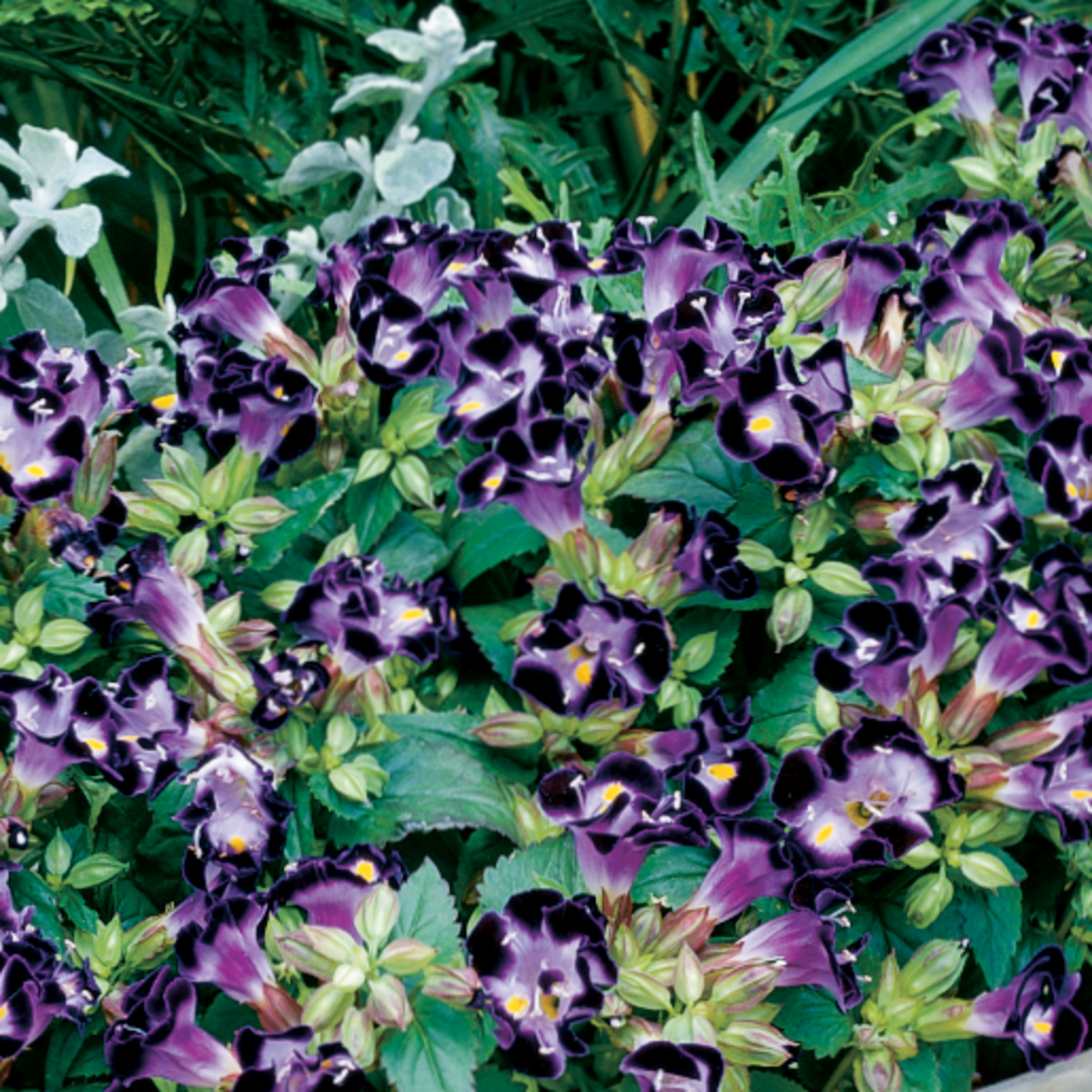 Duchess Deep Blue