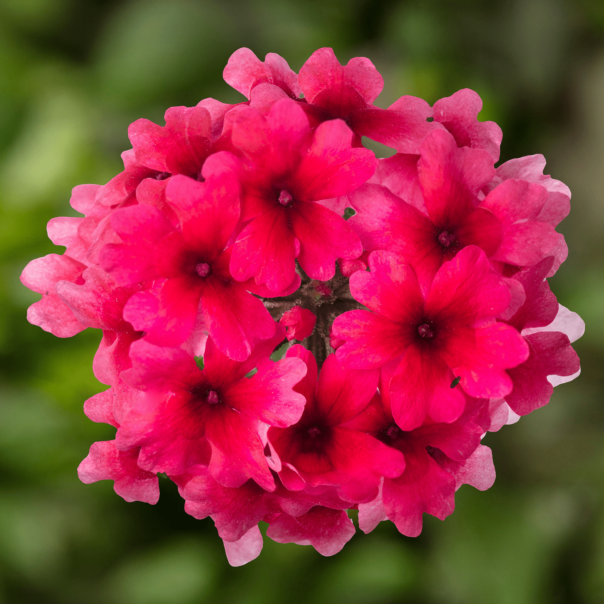 花冠 Lanai Candy Cane | Syngenta Flowers