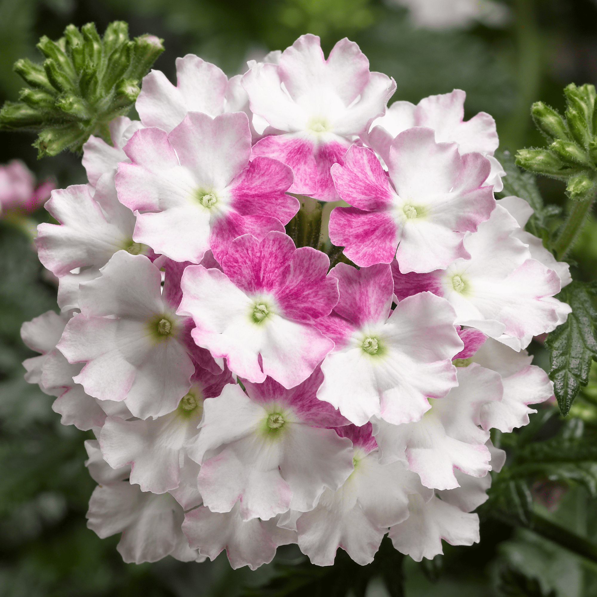 Lanai Twister Cherry Blossom | Syngenta Flowers