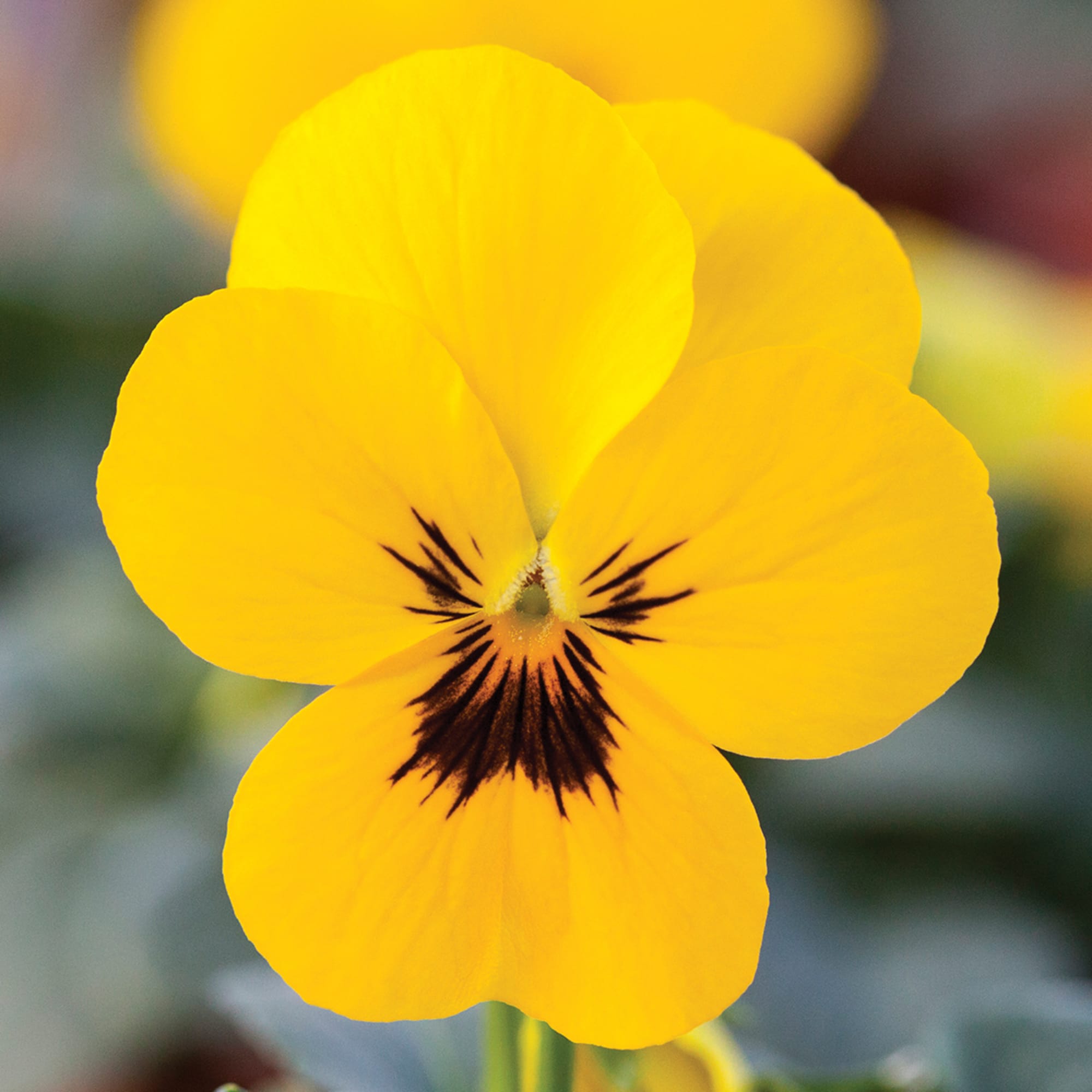 Bel Viso Yellow Blotch