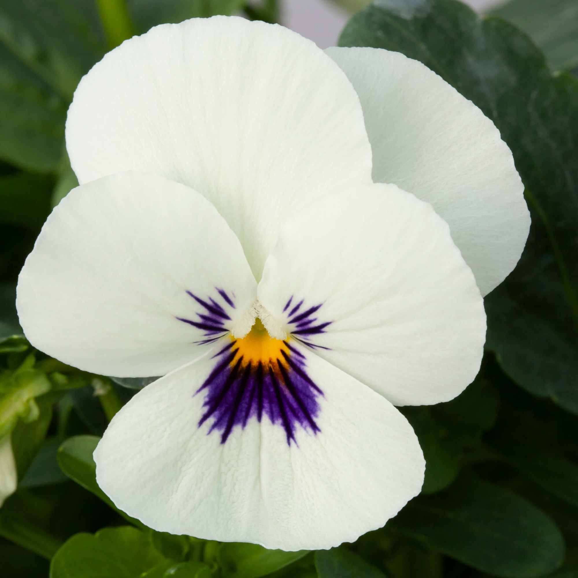 Bel Viso White Blotch