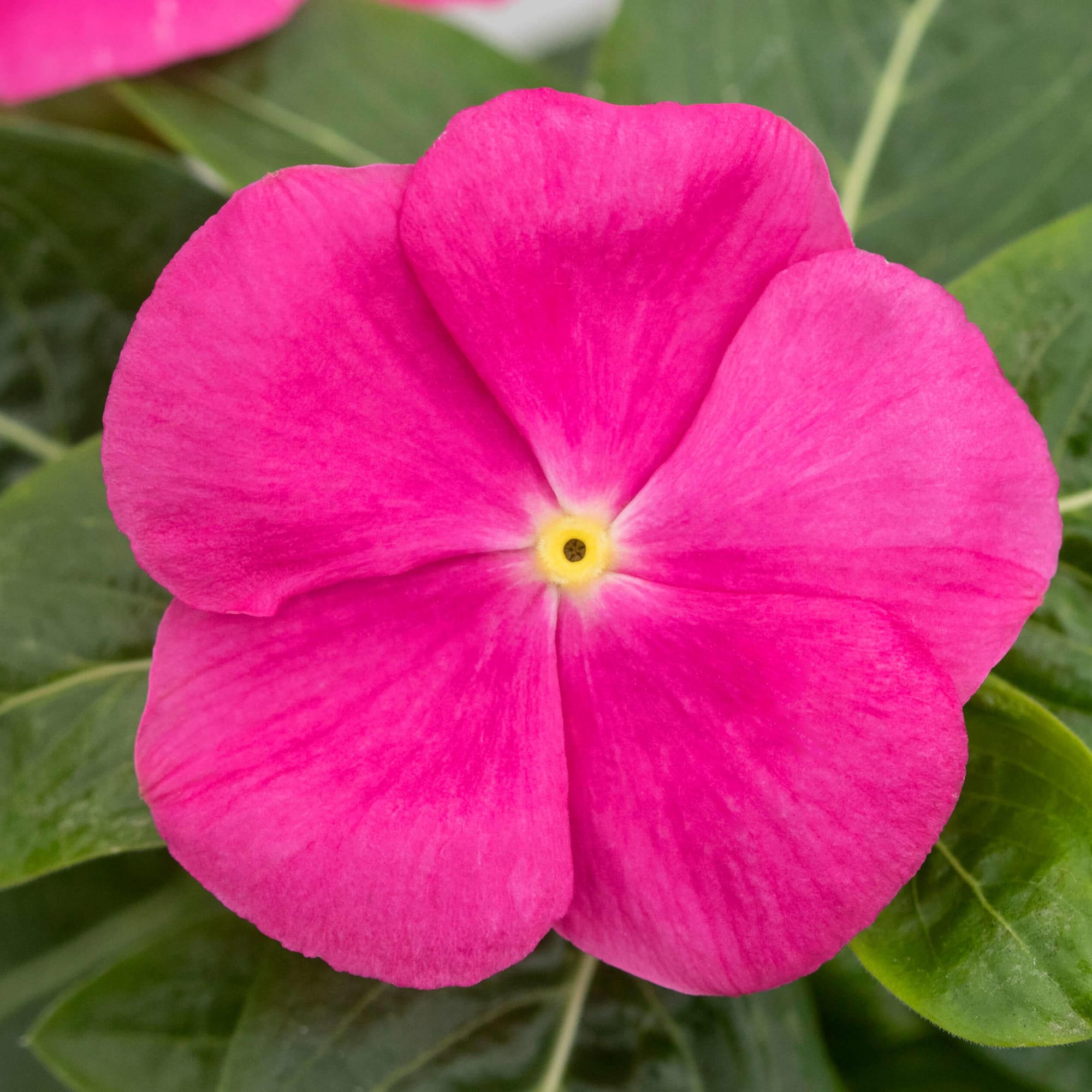 SunJewels Pink with Eye