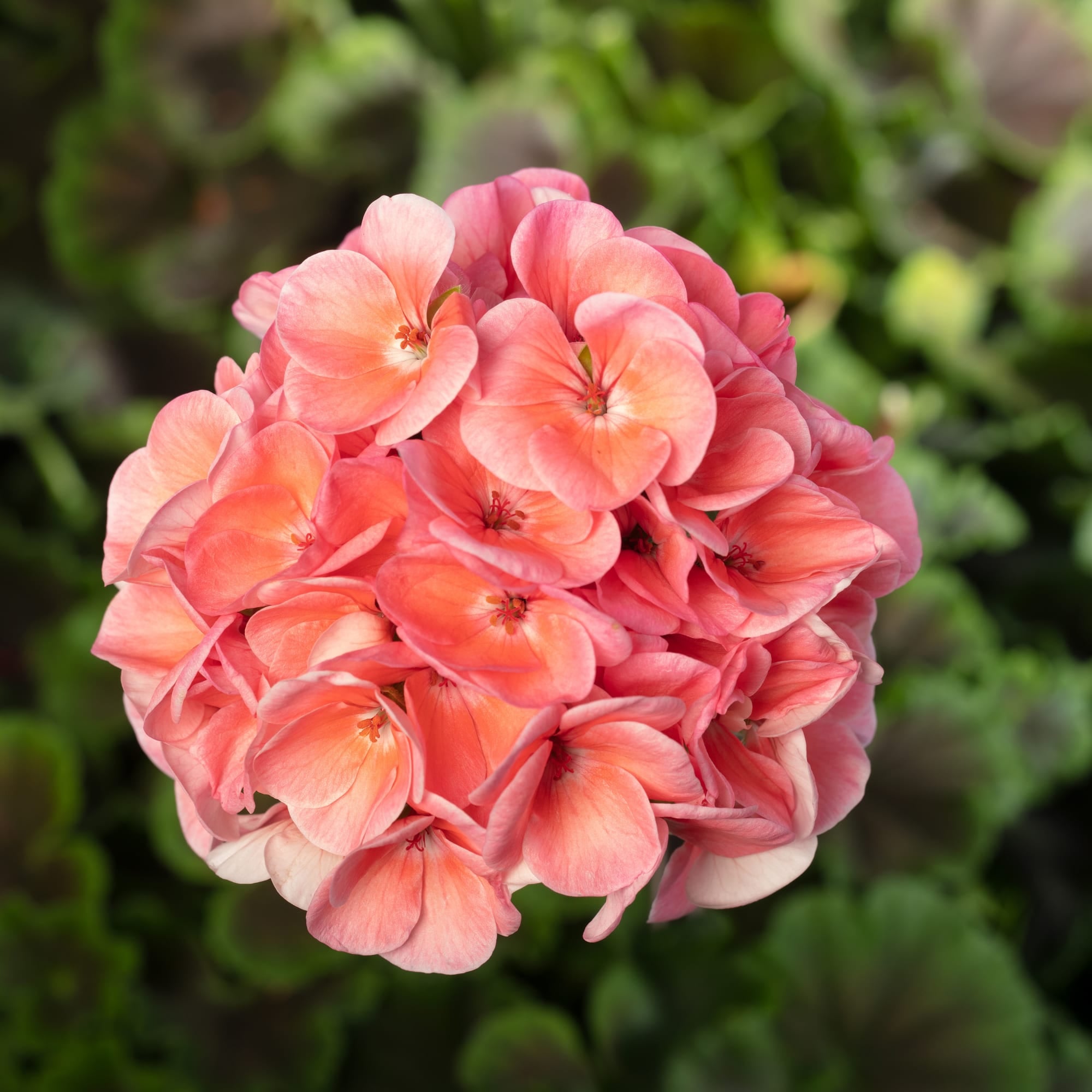 Horizon Shadow Salmon