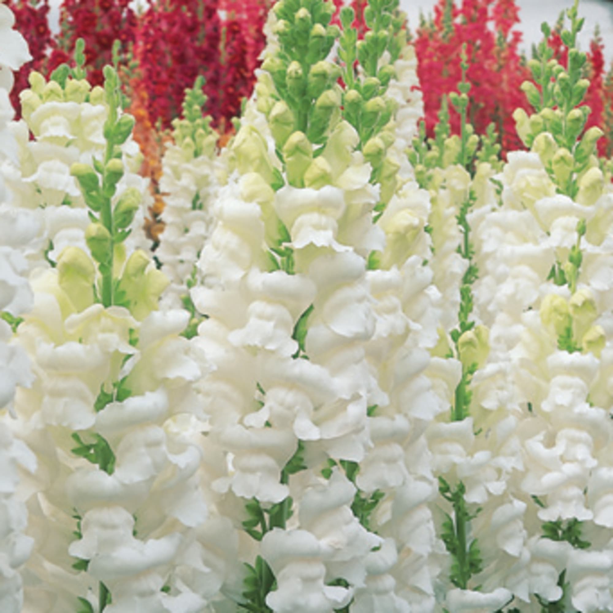 Opus III/IV Fresh White | Syngenta Flowers