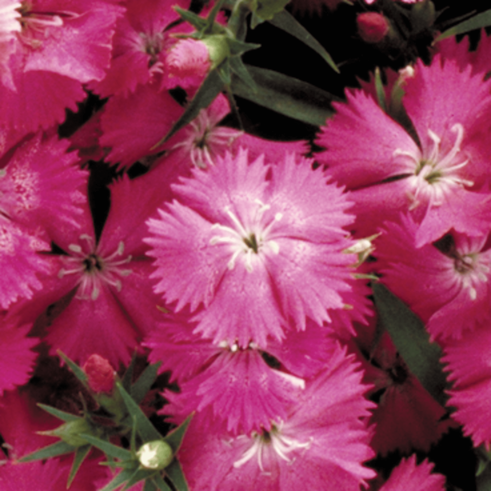 70127587-flower.png