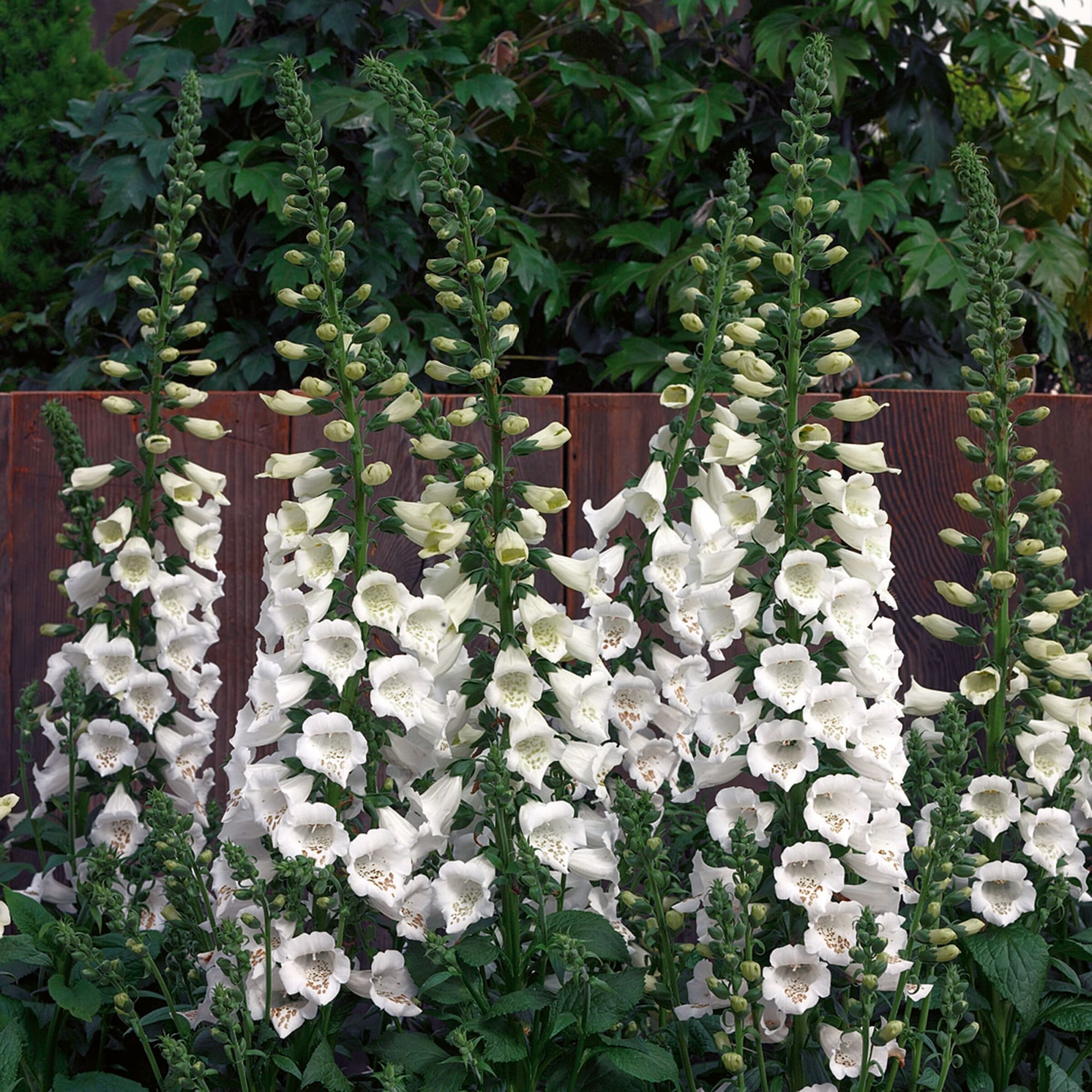 Camelot White