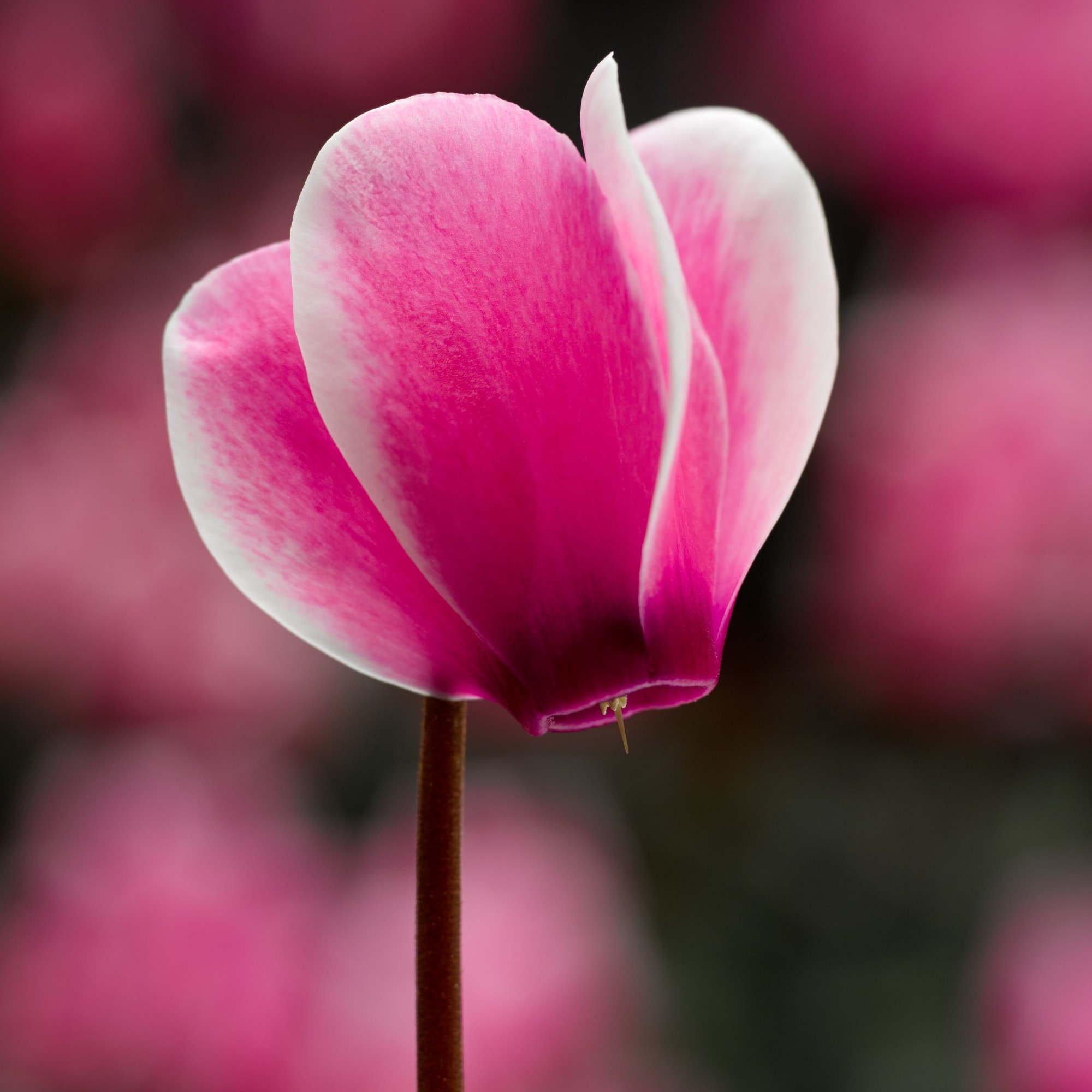 Snowridge Mini Rose | Syngenta Flowers