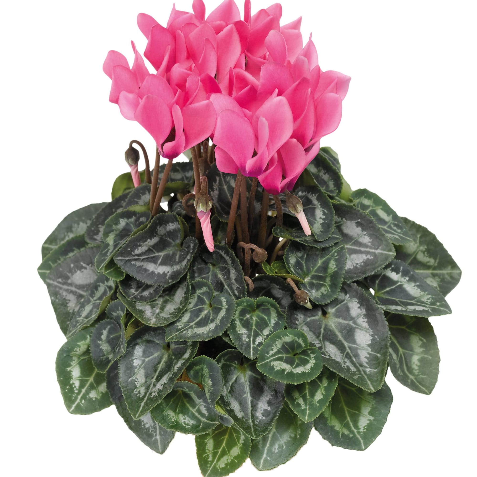 Winfall Rose