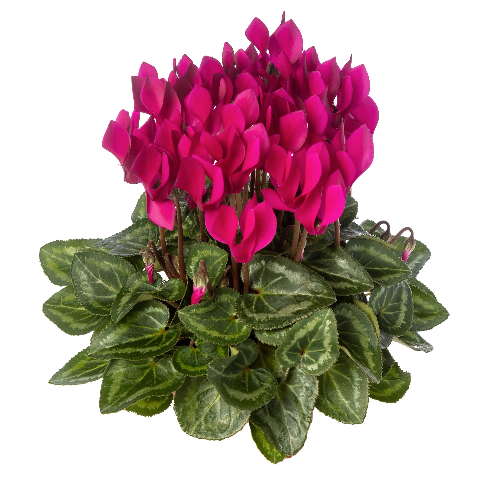 Facila Purple Imp. | Syngenta Flowers