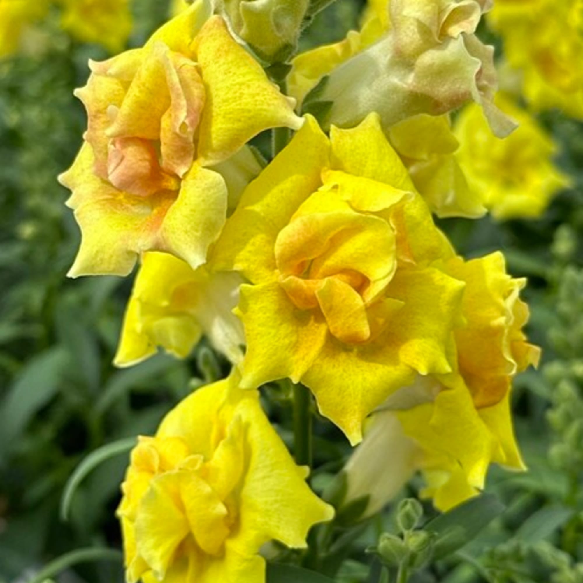 Sweet Duet Bright Yellow