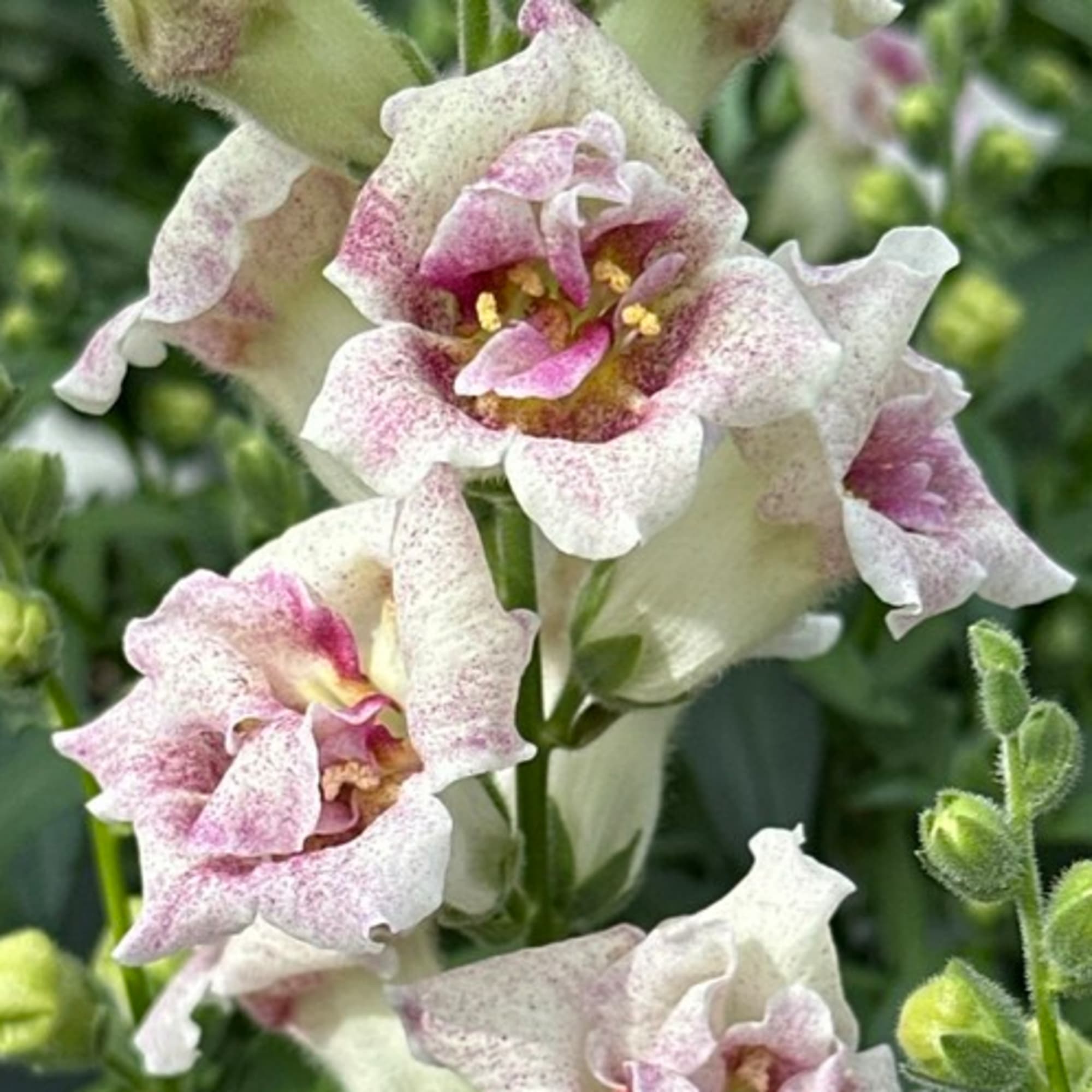 Sweet Duet Lavender Speckle