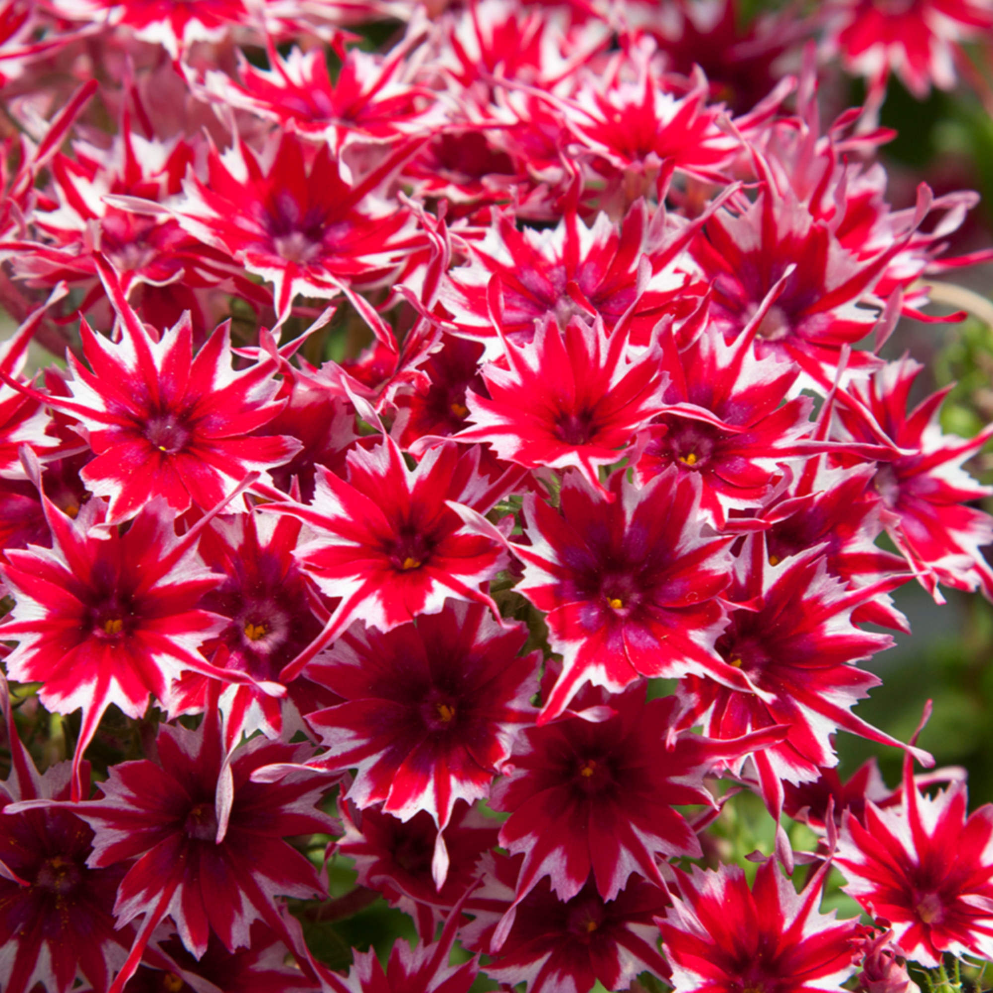 Popstars Red | Syngenta Flowers