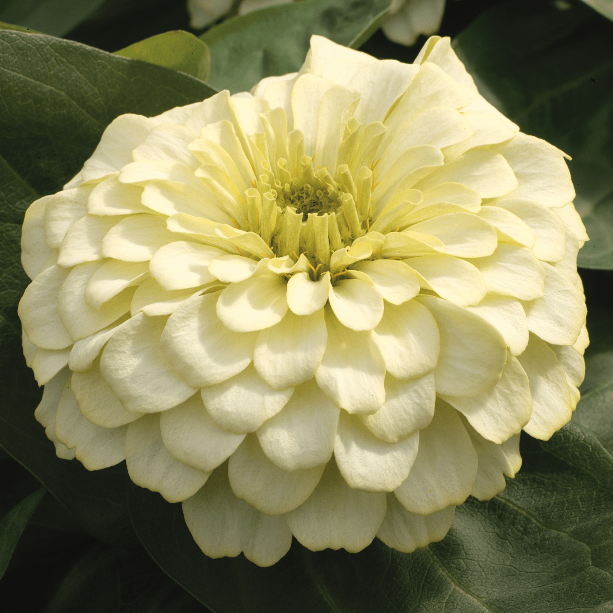 Magellan Ivory