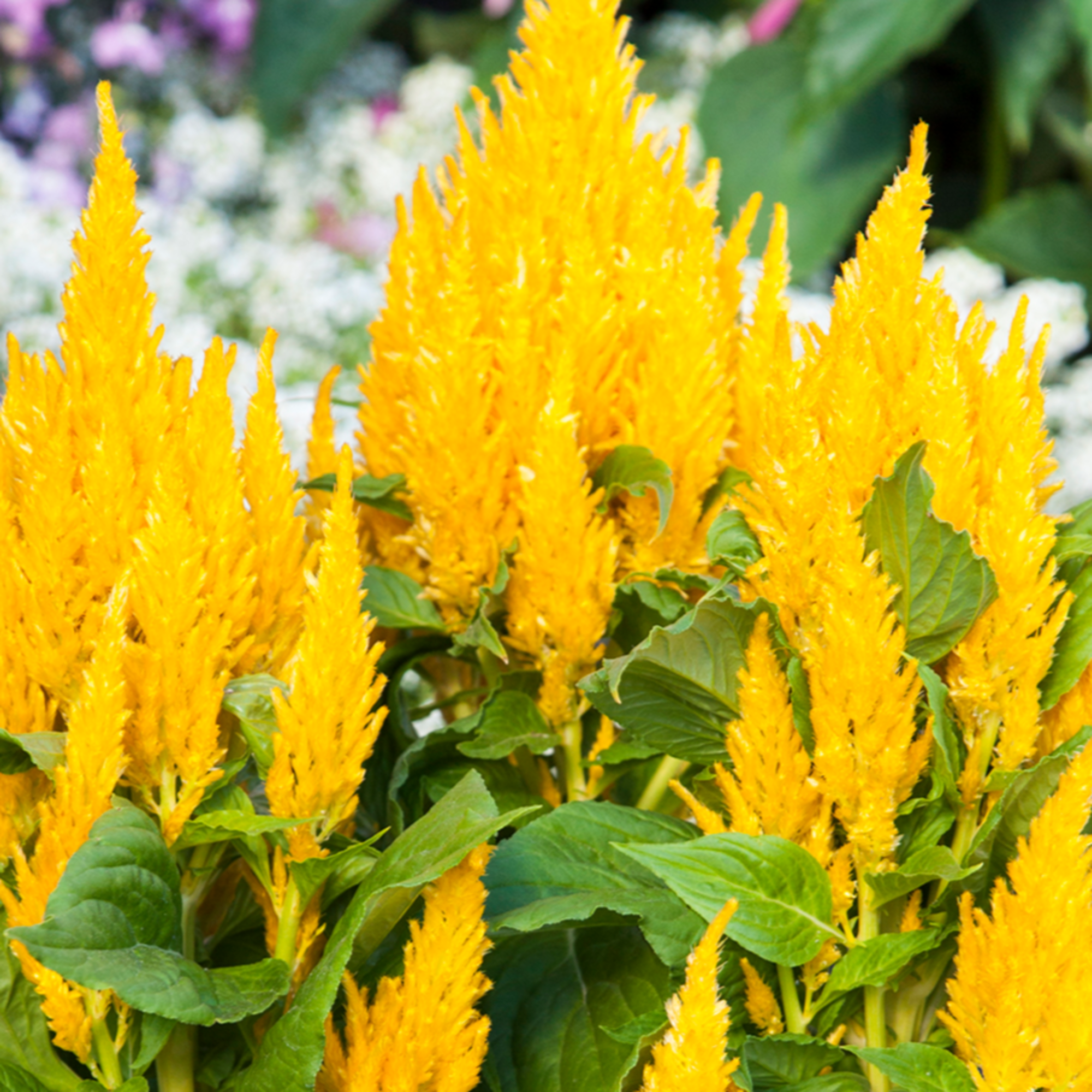 Bright Sparks Yellow