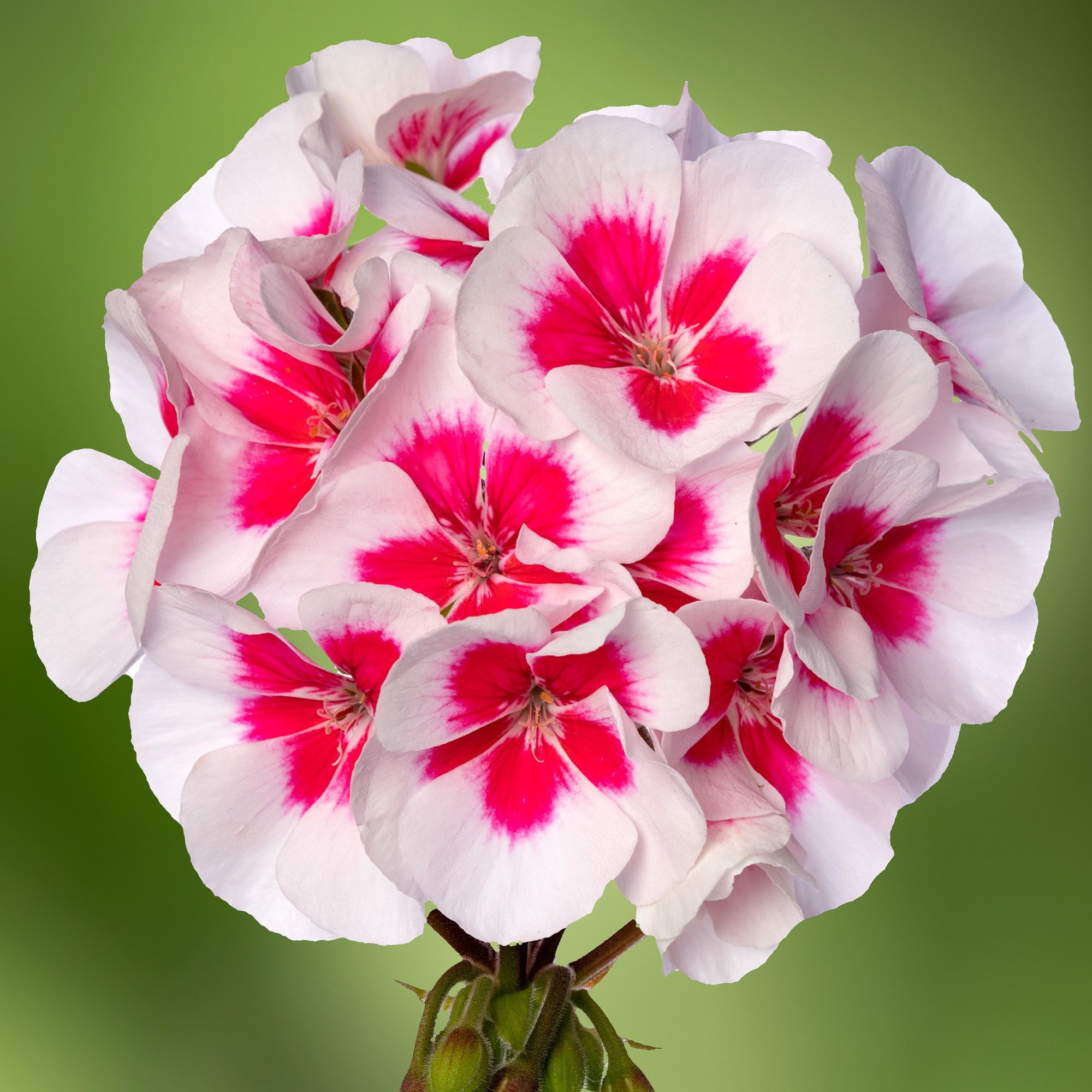 Tango White Splash Imp.