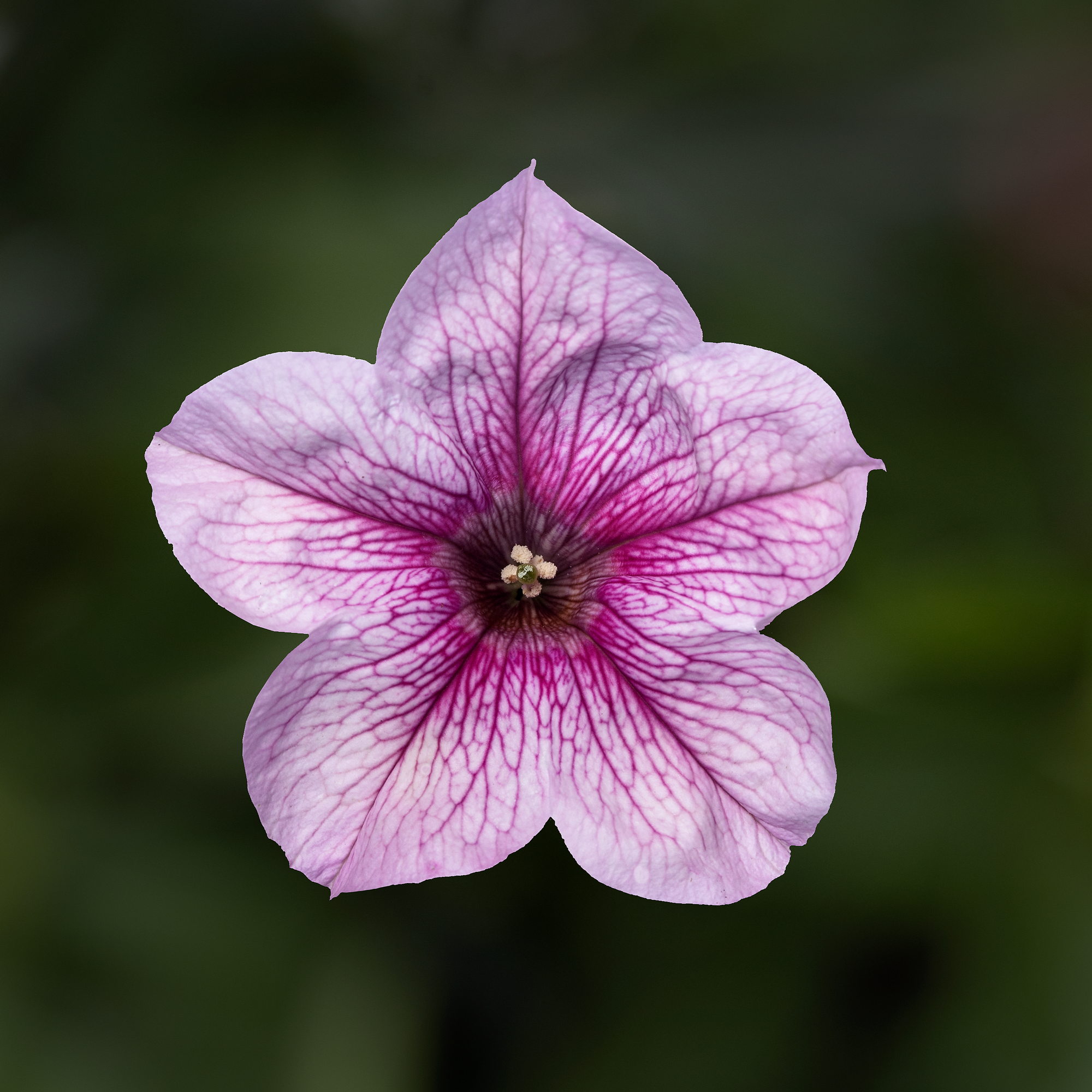 Sanguna Mega Pink Vein