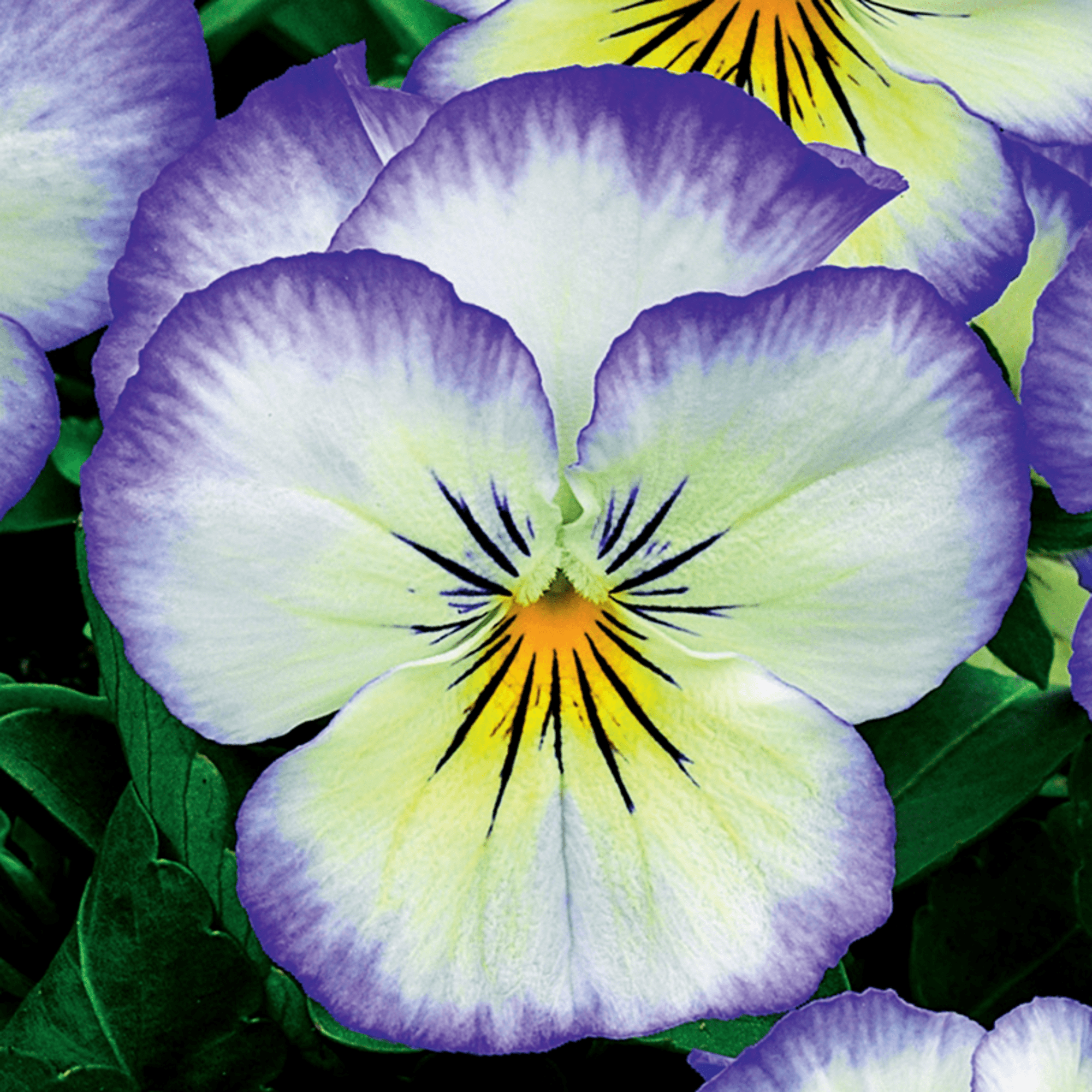 Penny Purple Picotee