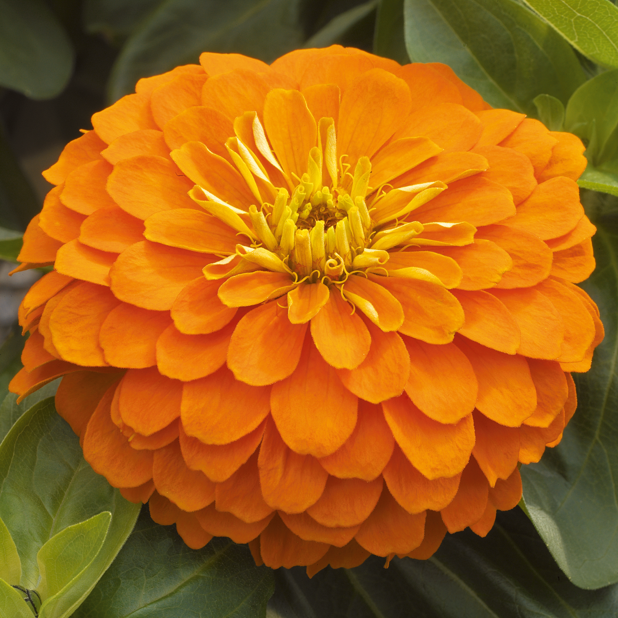 Magellan Orange