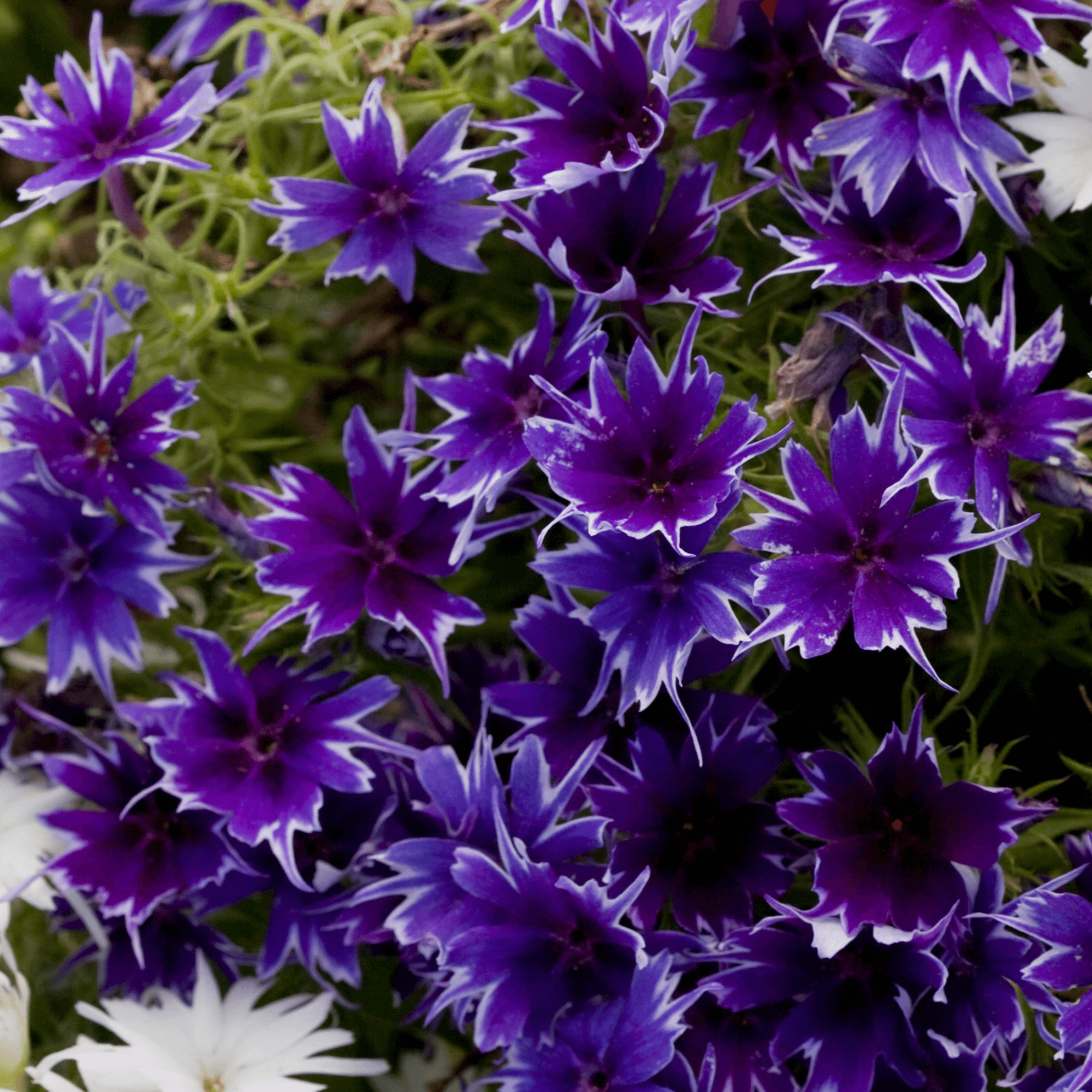 Deep Color Flower Popstars Deep Blue | Syngenta Flowers