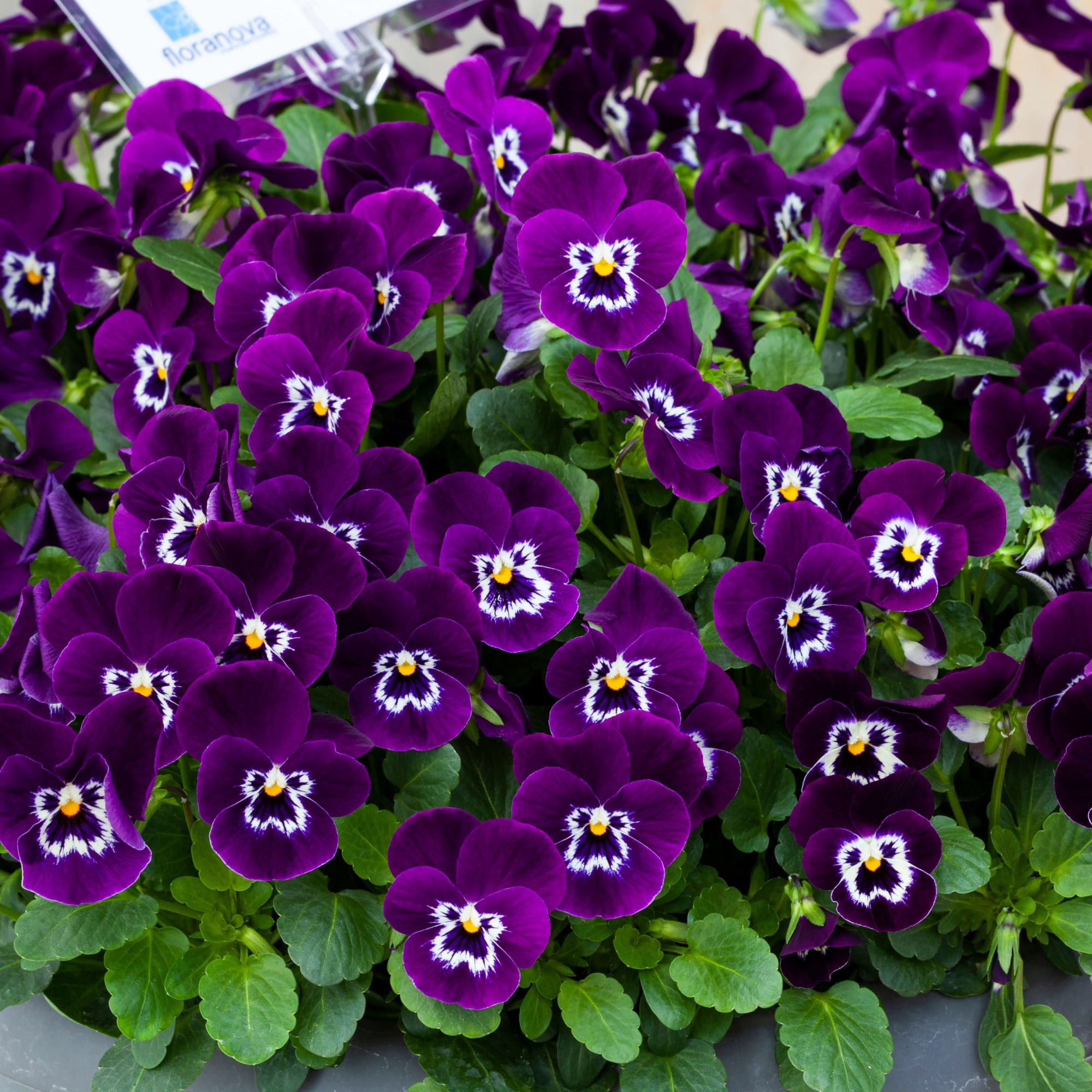 Bel Viso Purple White Face