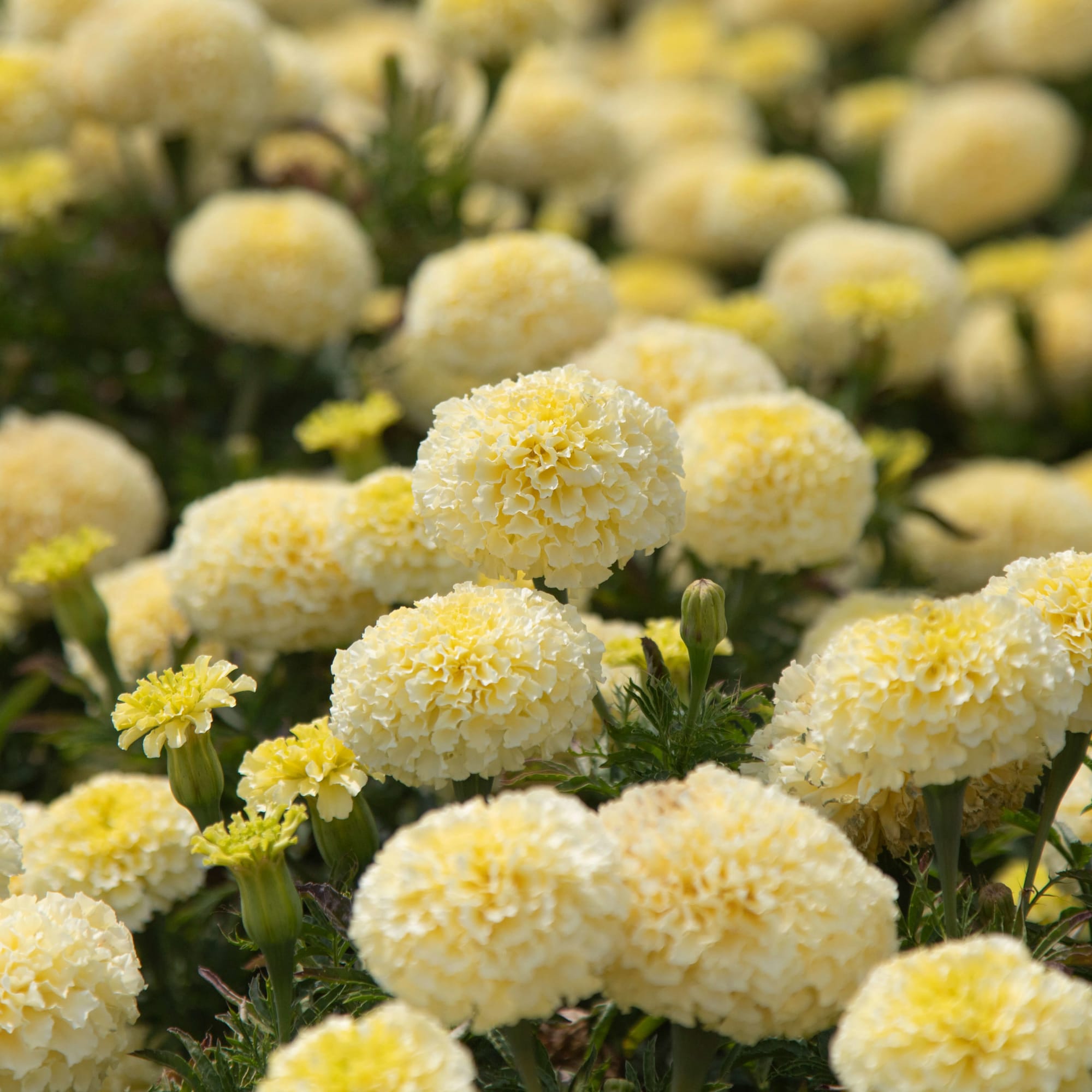 WhiteGold Max | Syngenta Flowers