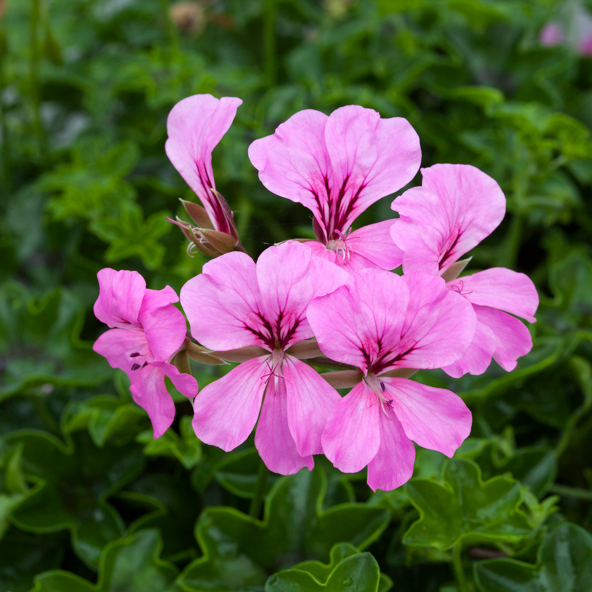 Reach Out Pink