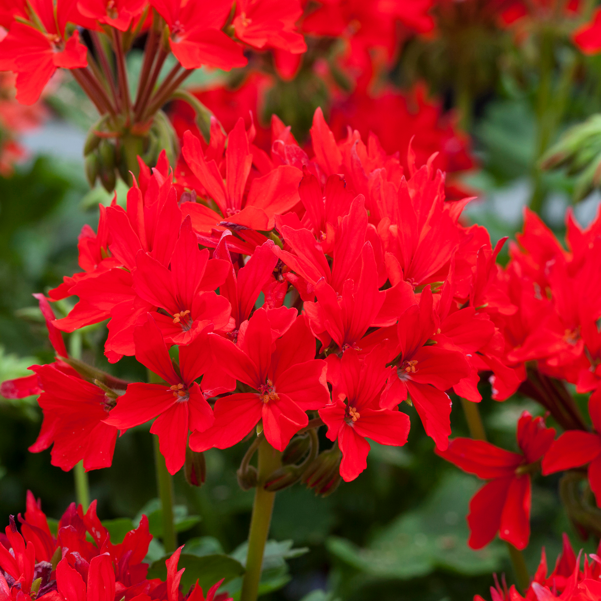 Quantum Red | Syngenta Flowers