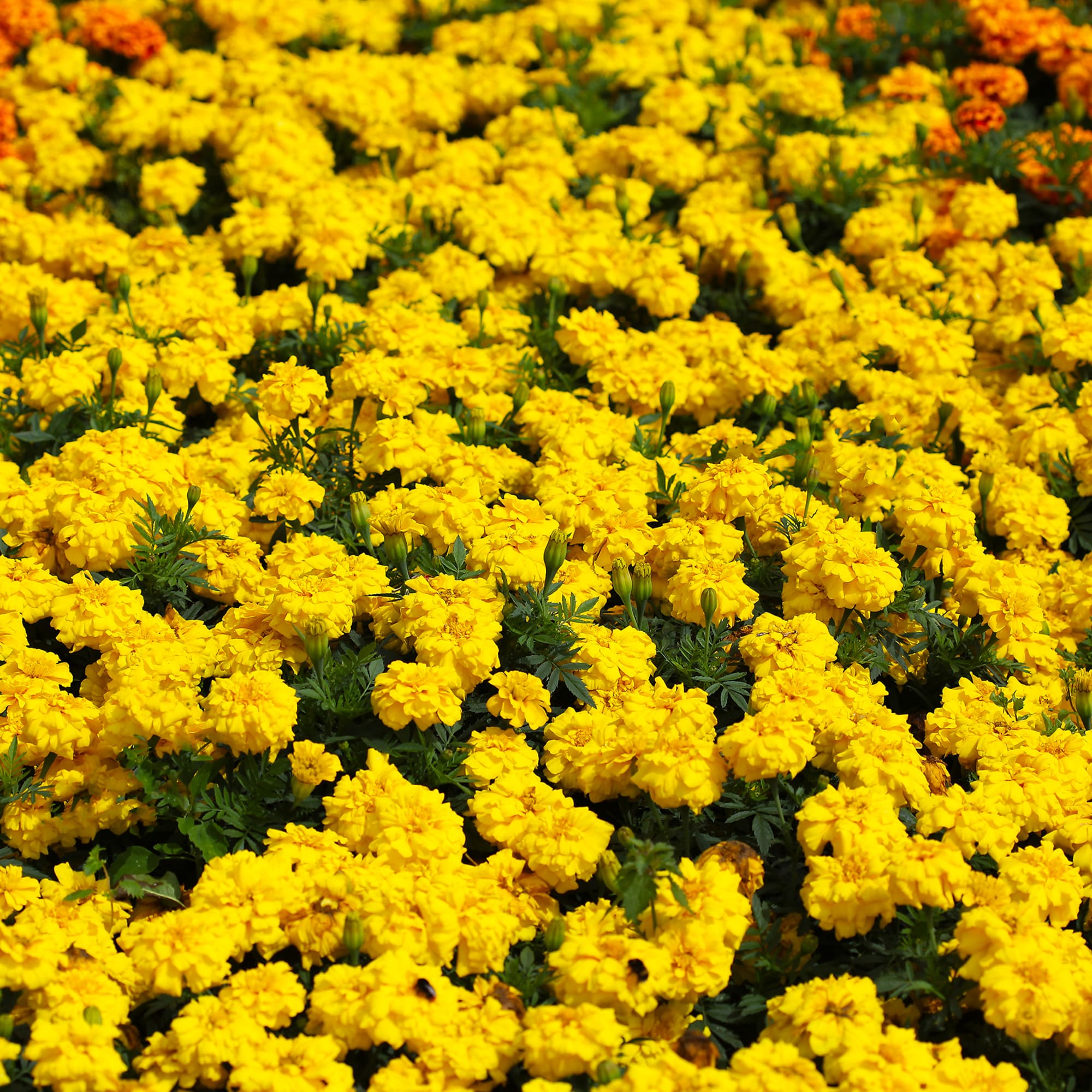 Zenith Bright Yellow
