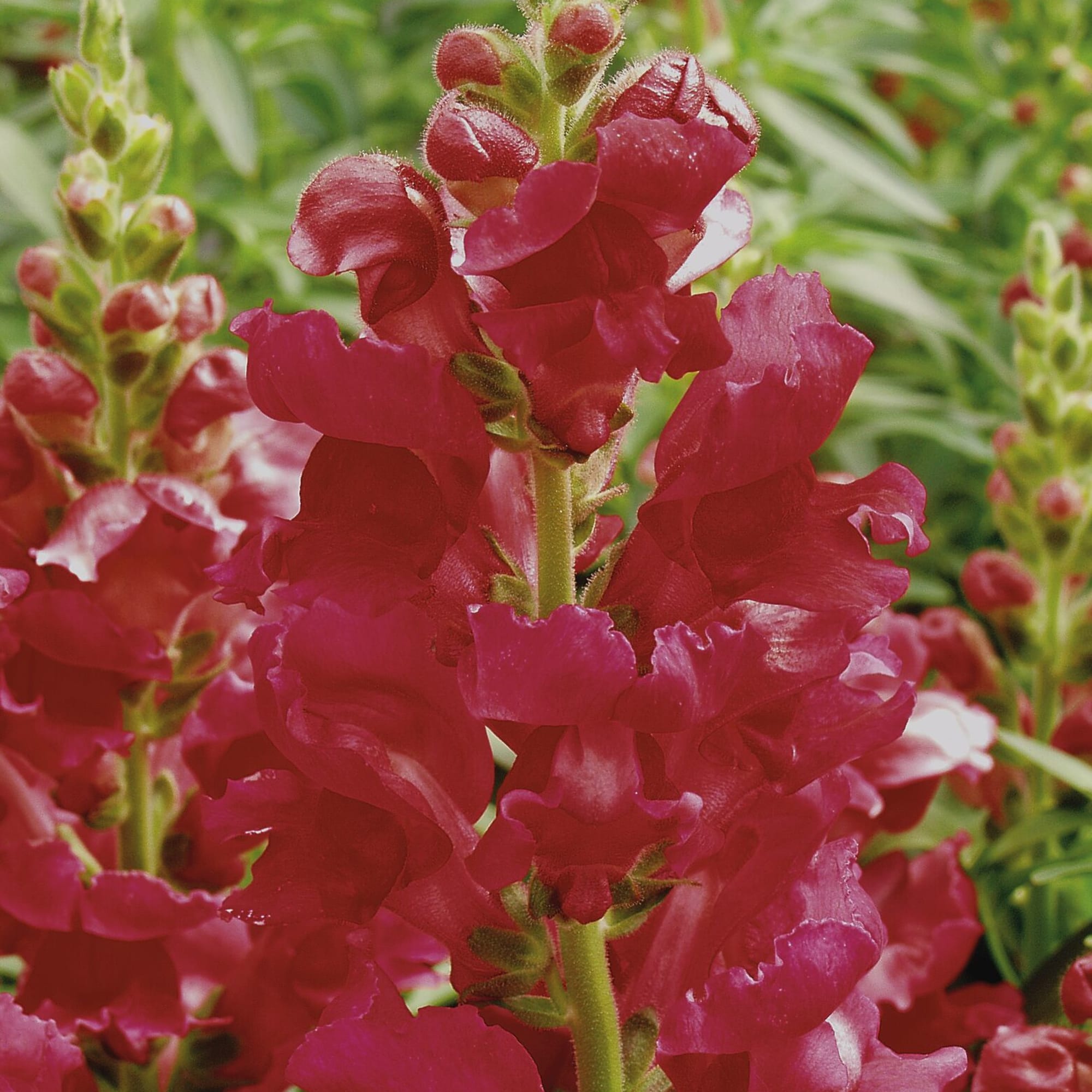 Liberty Classic Crimson