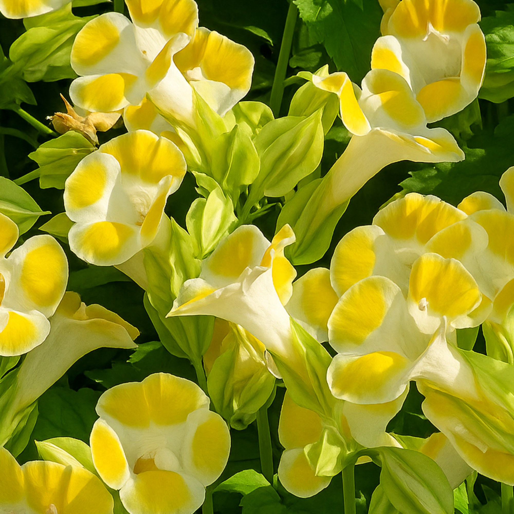 Duchess Deep Yellow