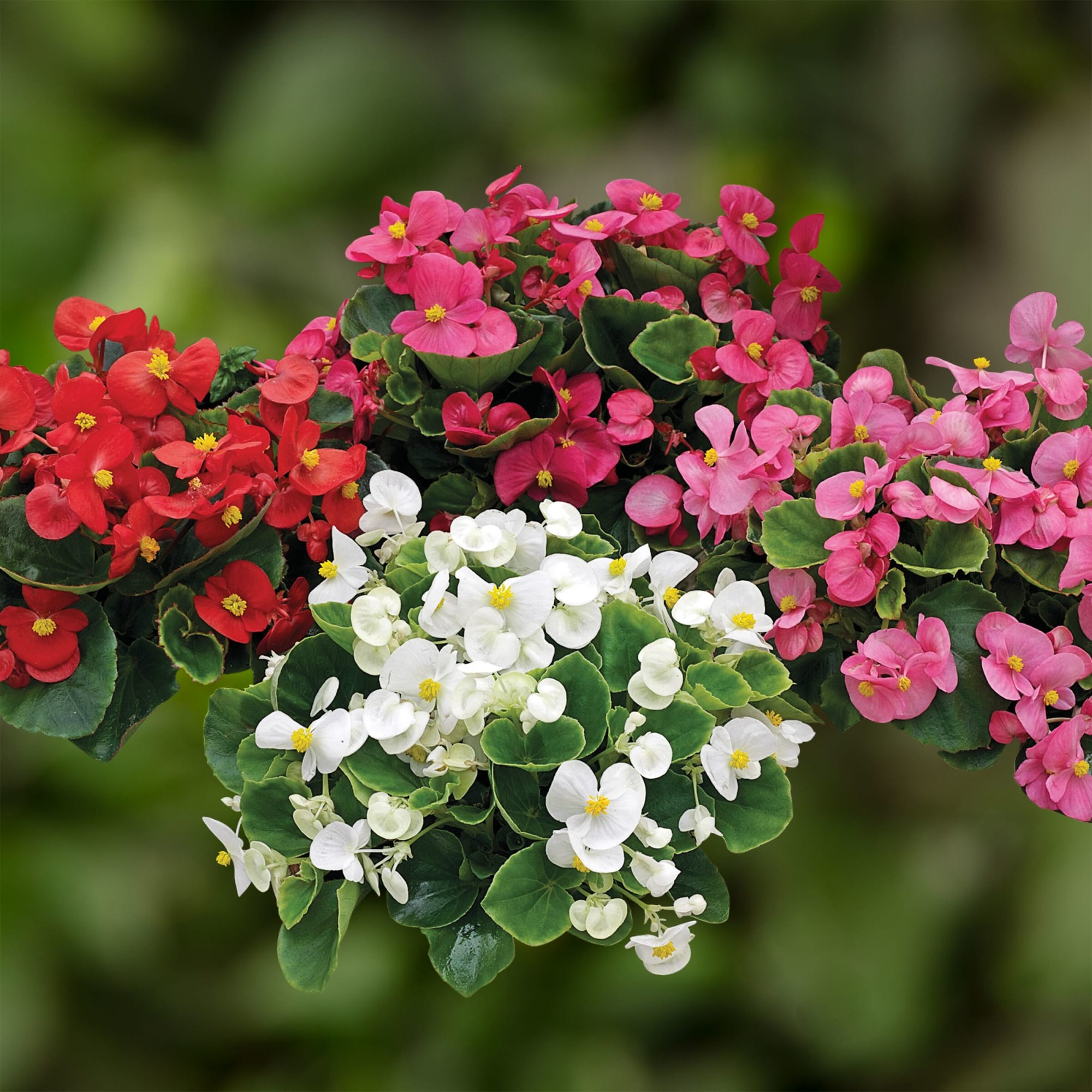 Bada Bing Mix | Syngenta Flowers