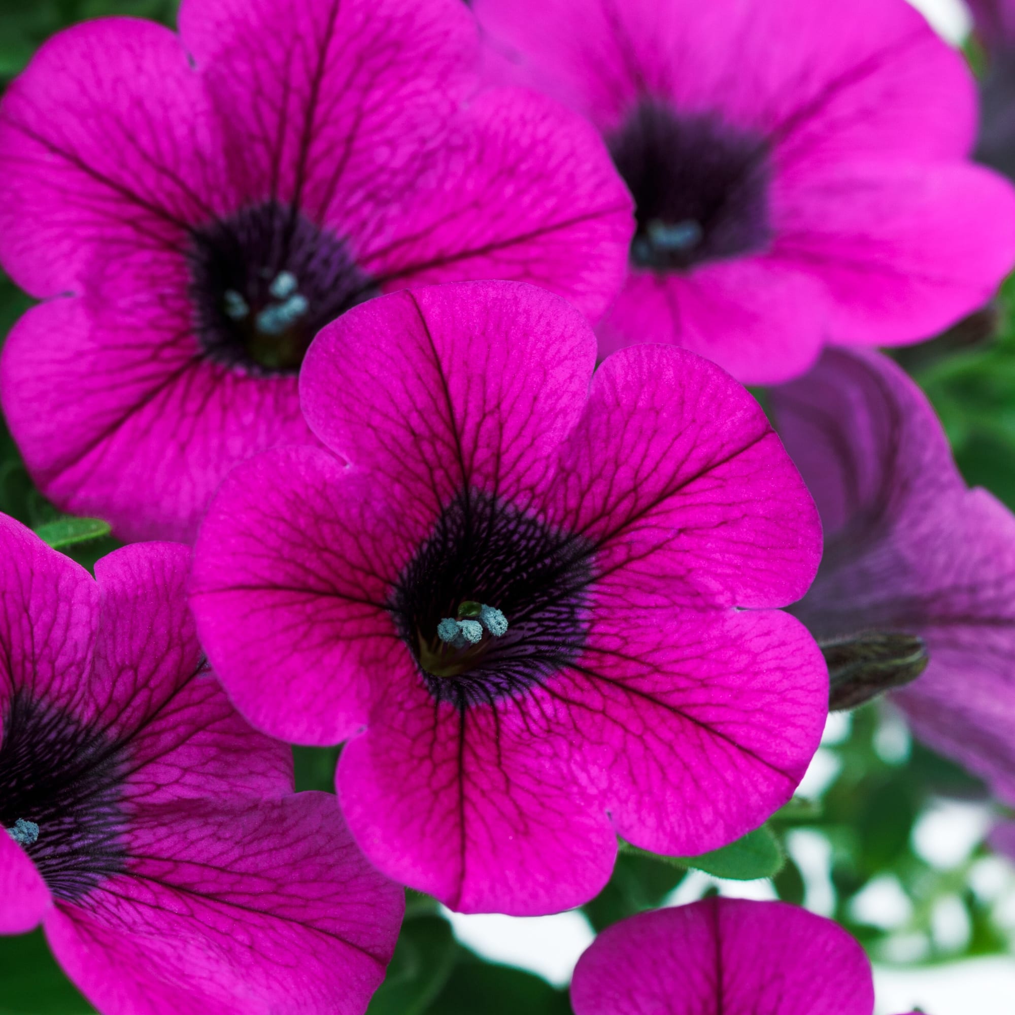 Dekko Pinwheel Purple | Syngenta Flowers