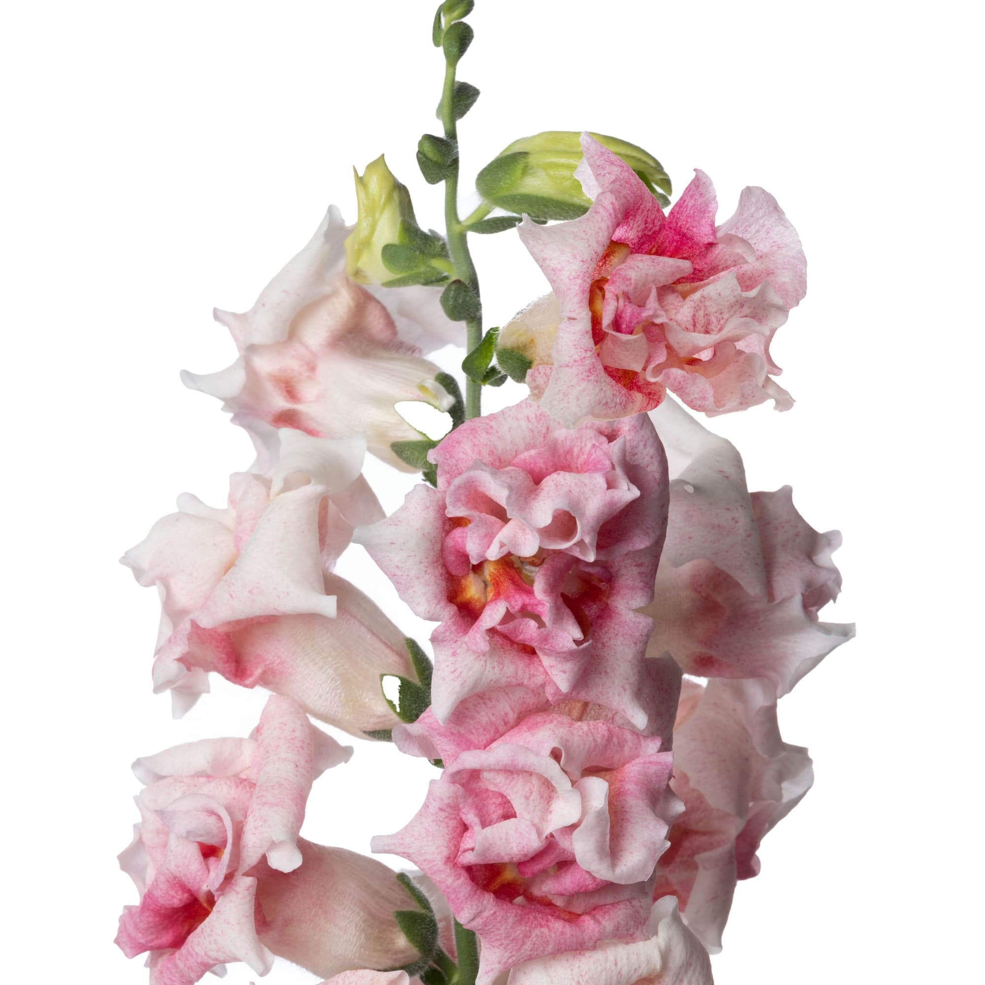 Sweet Duet Appleblossom