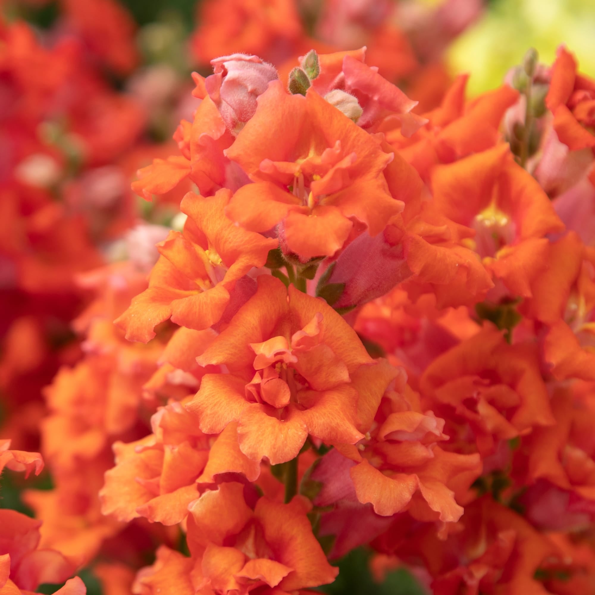 Sweet Duet Deep Orange