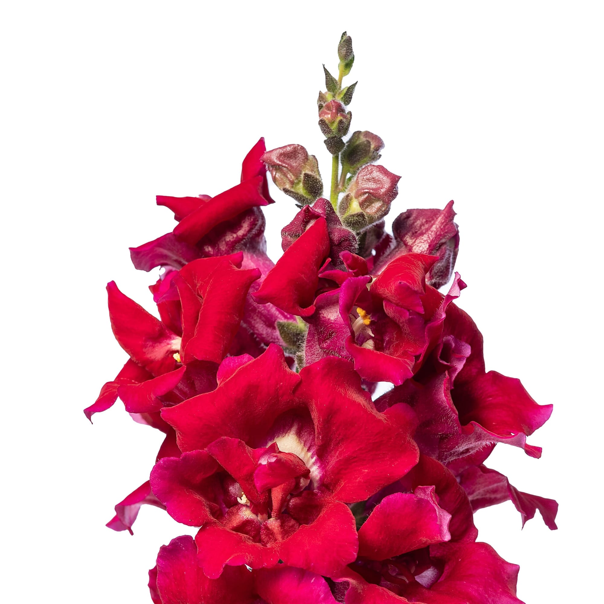 Sweet Duet Deep Red