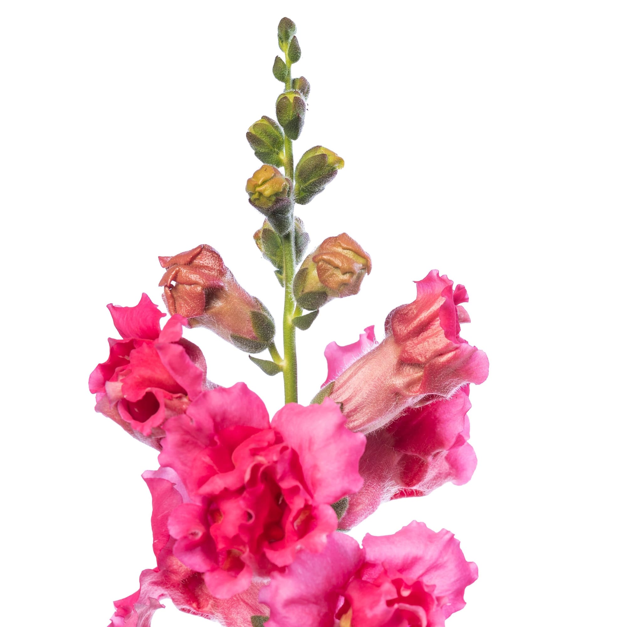 Sweet Duet Rose Shades