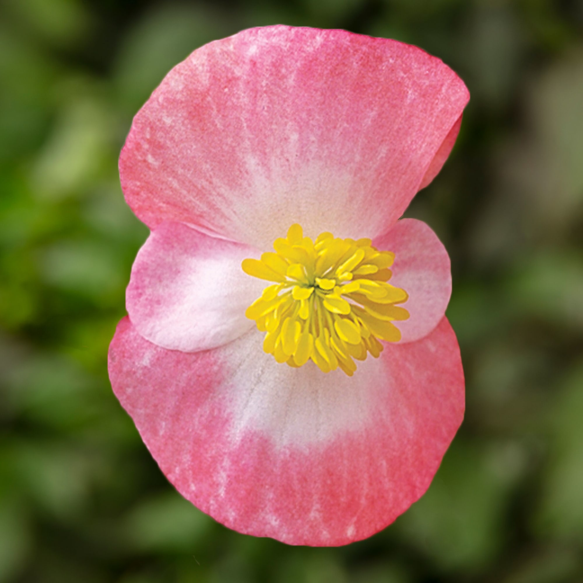 Bada Bing Rose Bicolor