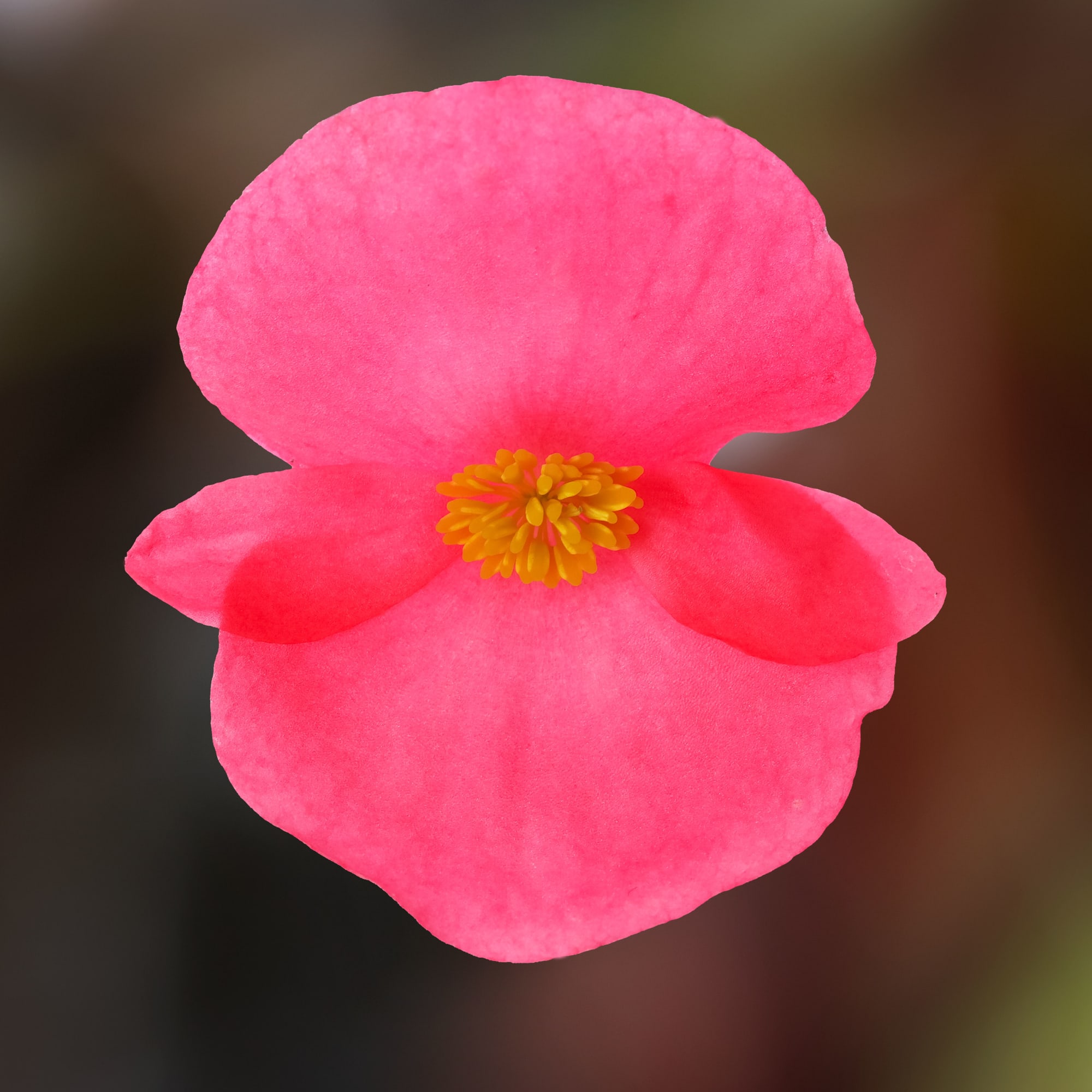 Bionic Red | Syngenta Flowers