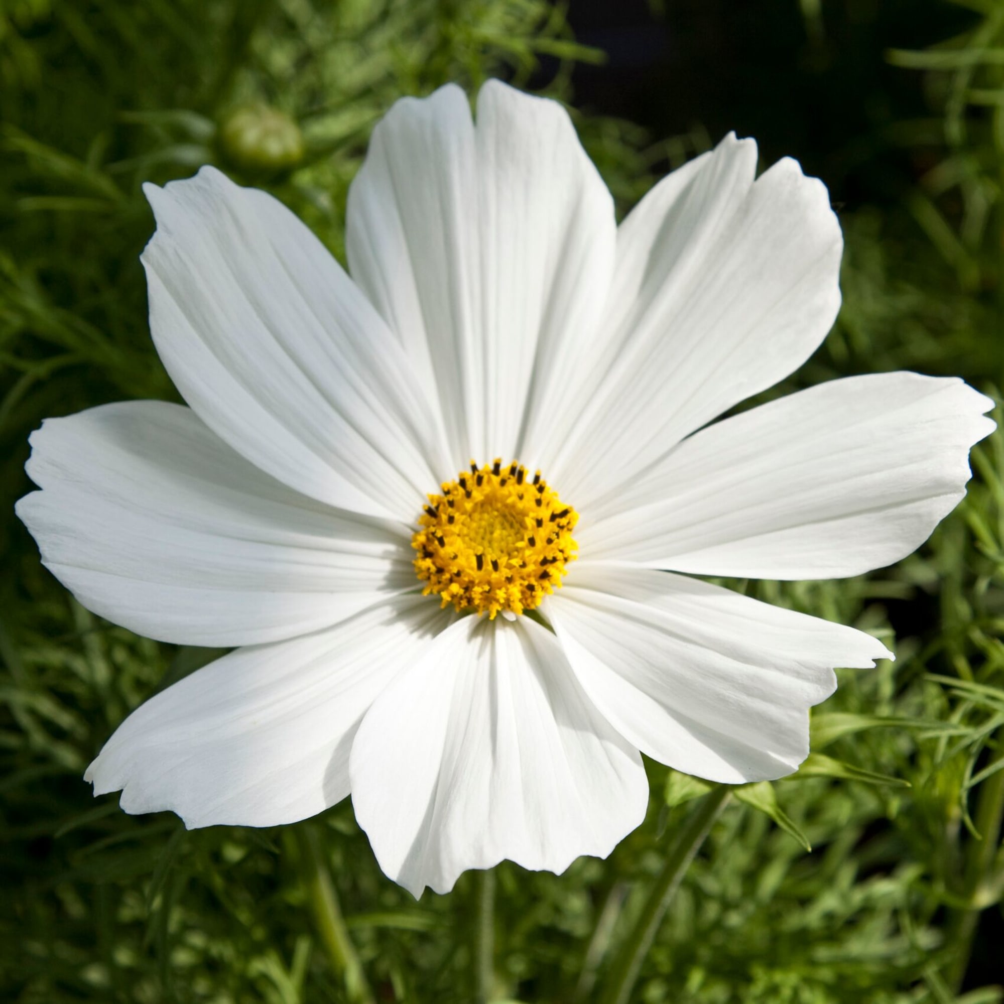 Apollo White