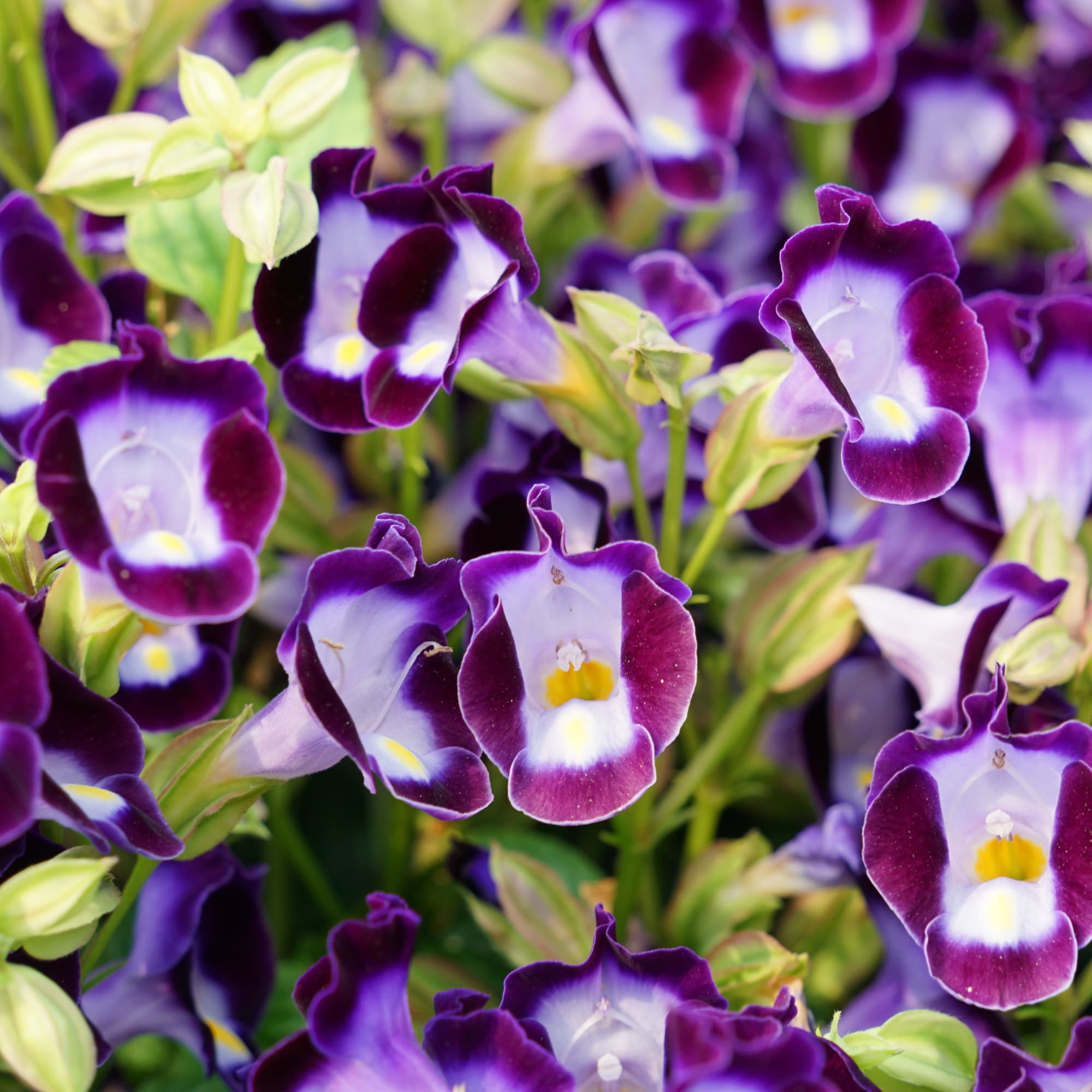 Duchess Violet