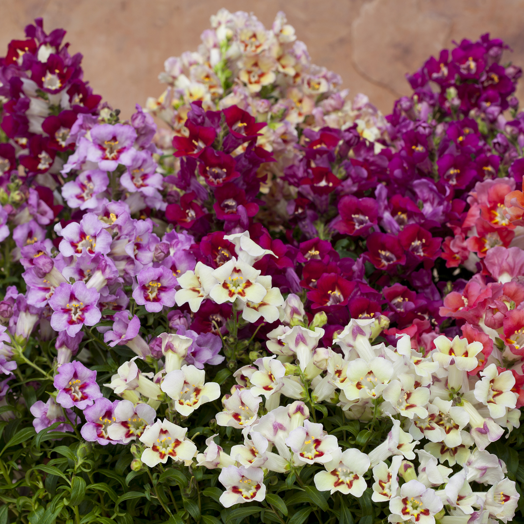 70092105-flower.png