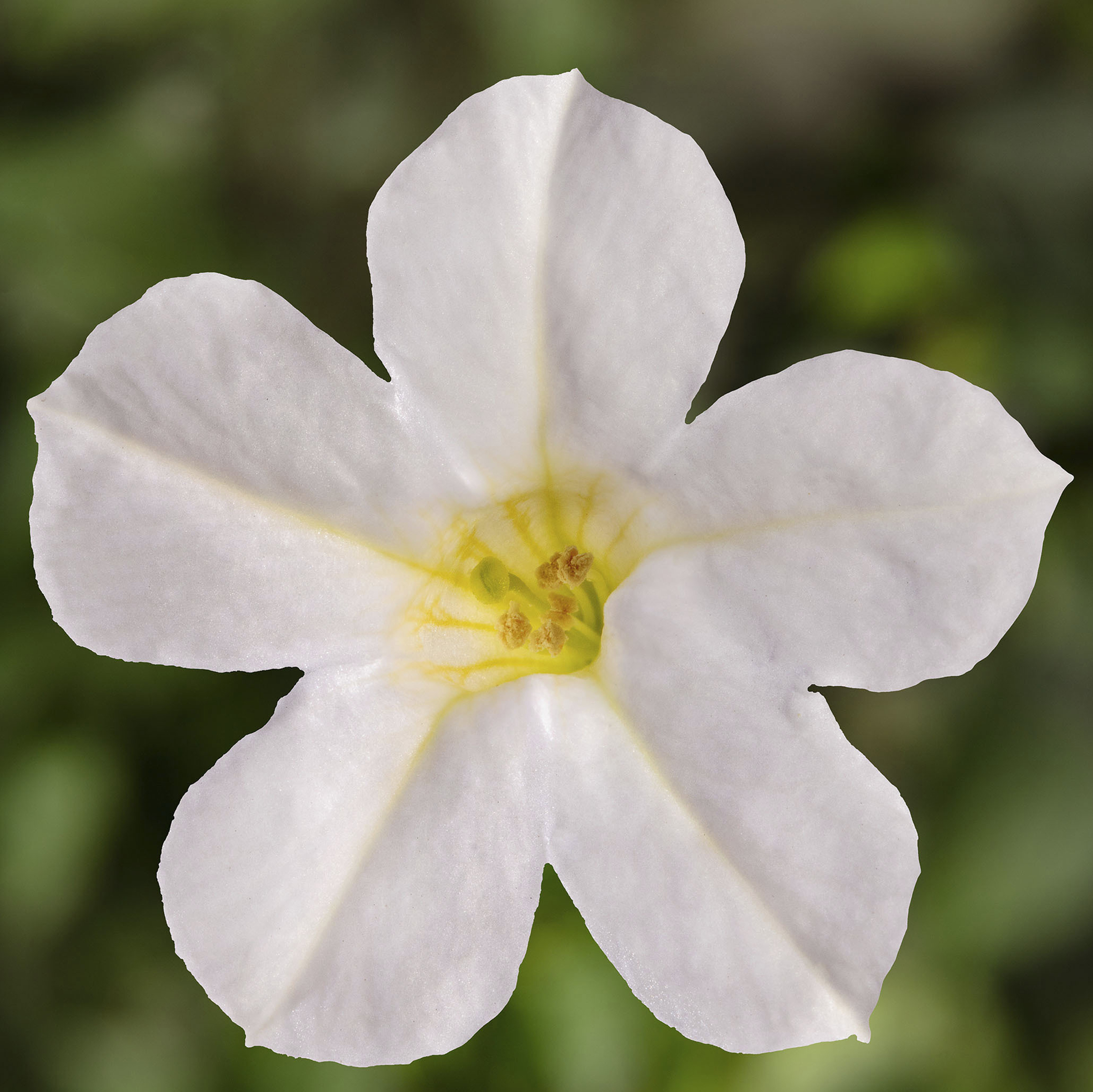 Itsy White | Syngenta Flowers