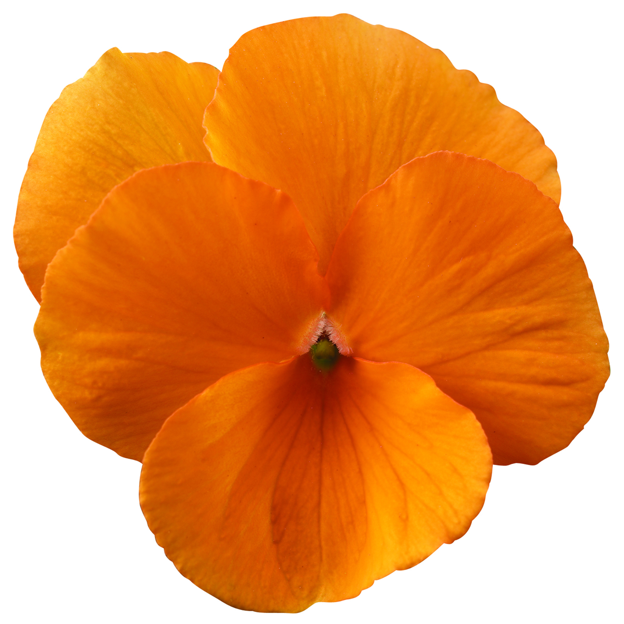 70002989-flower.jpg