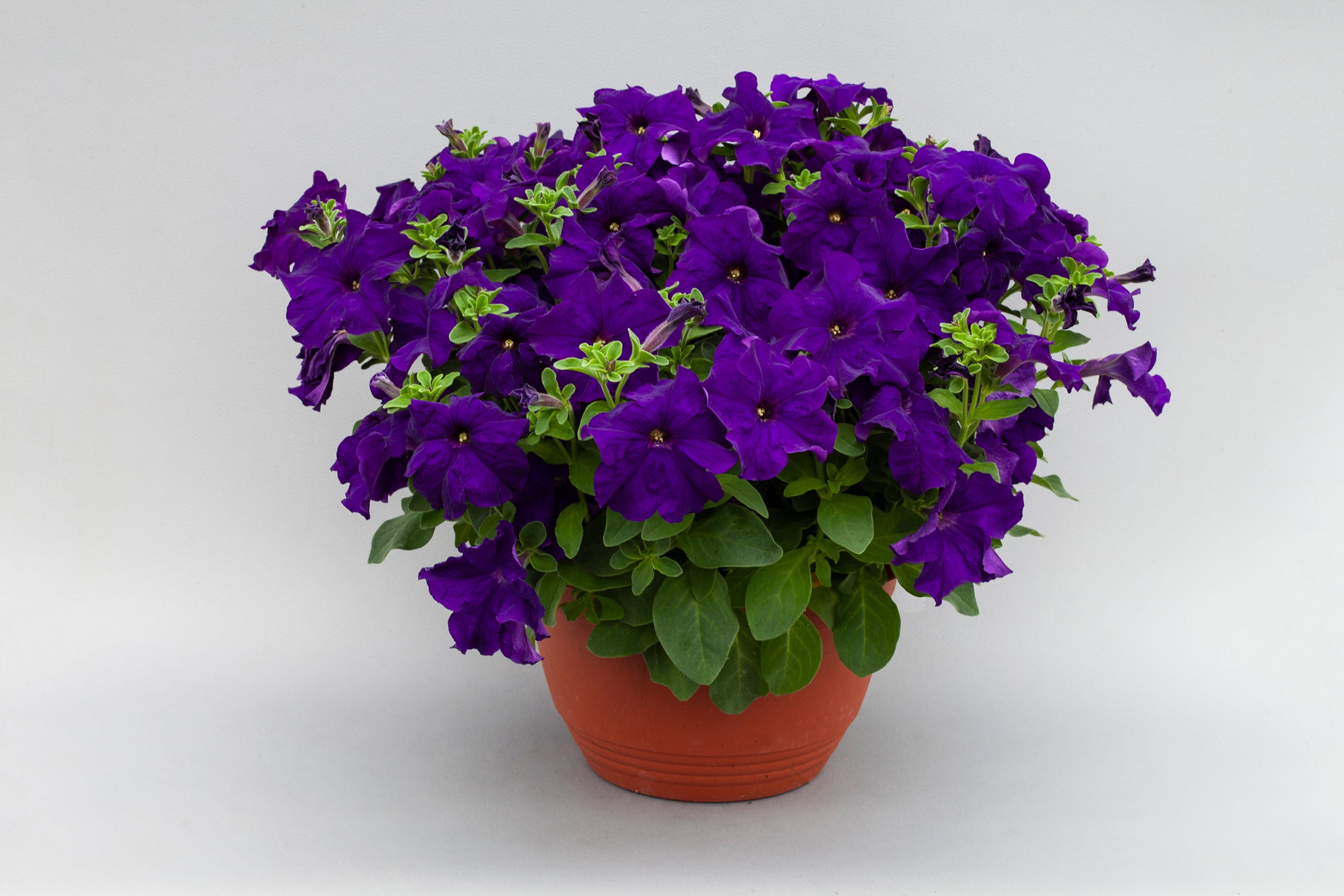 70091986-flower.jpg